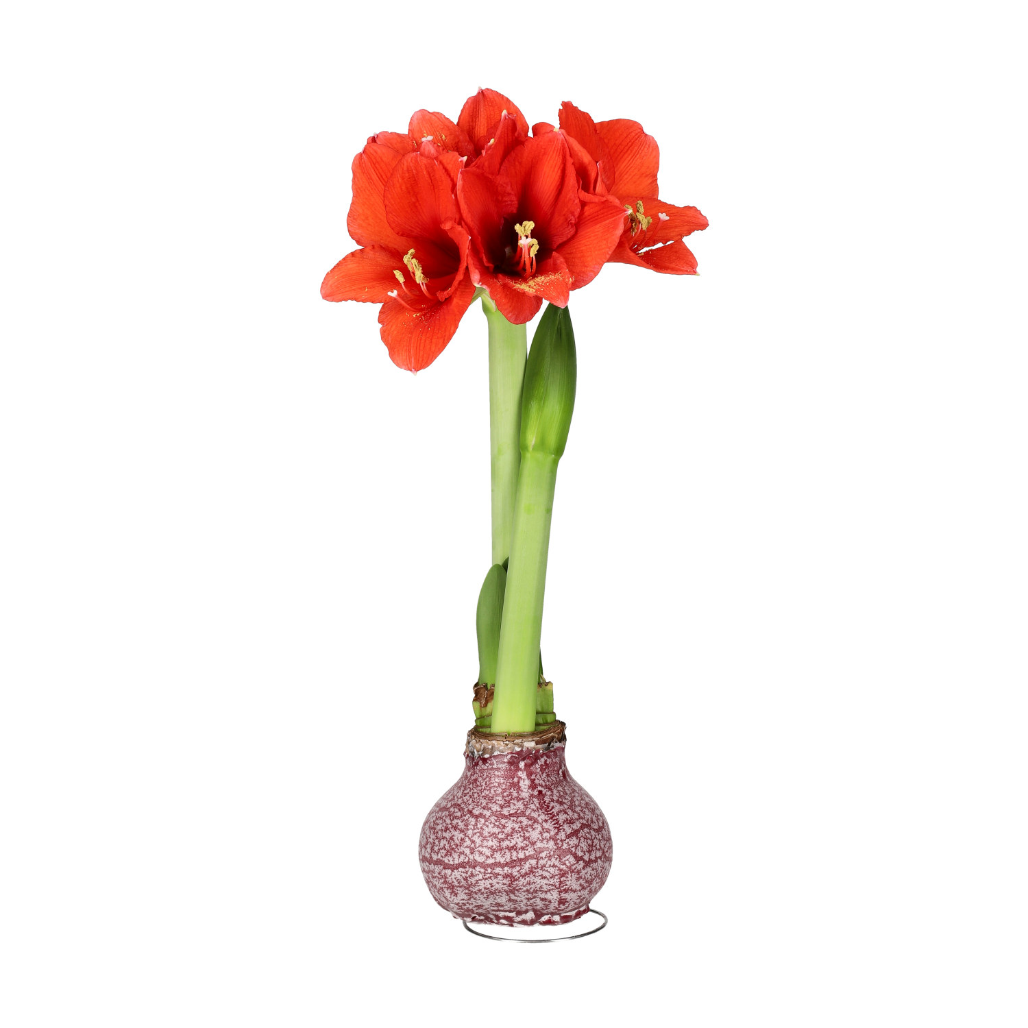 Hippeastrum Wax Marble Burgundy