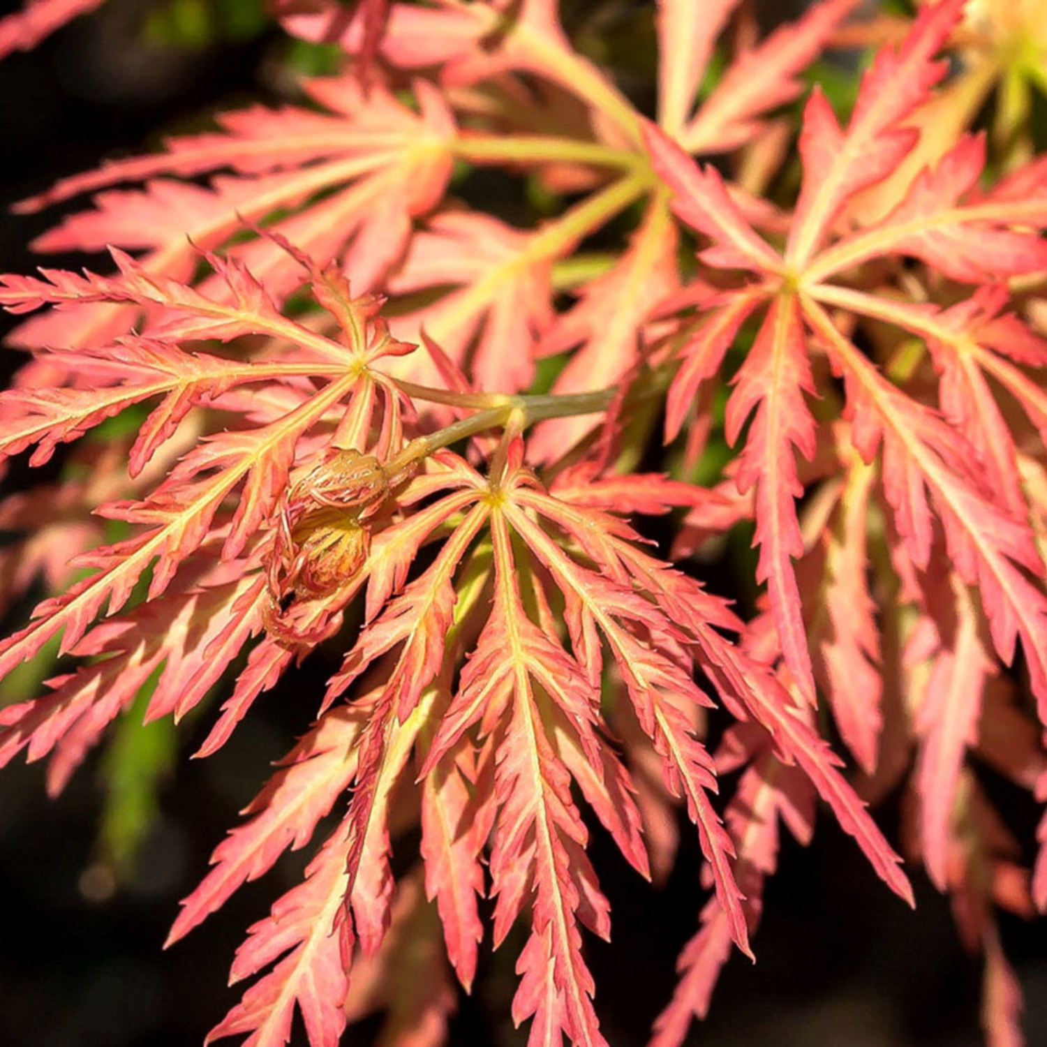 Manchurisk solfjäderslönn 'Ice Dragon', XXL