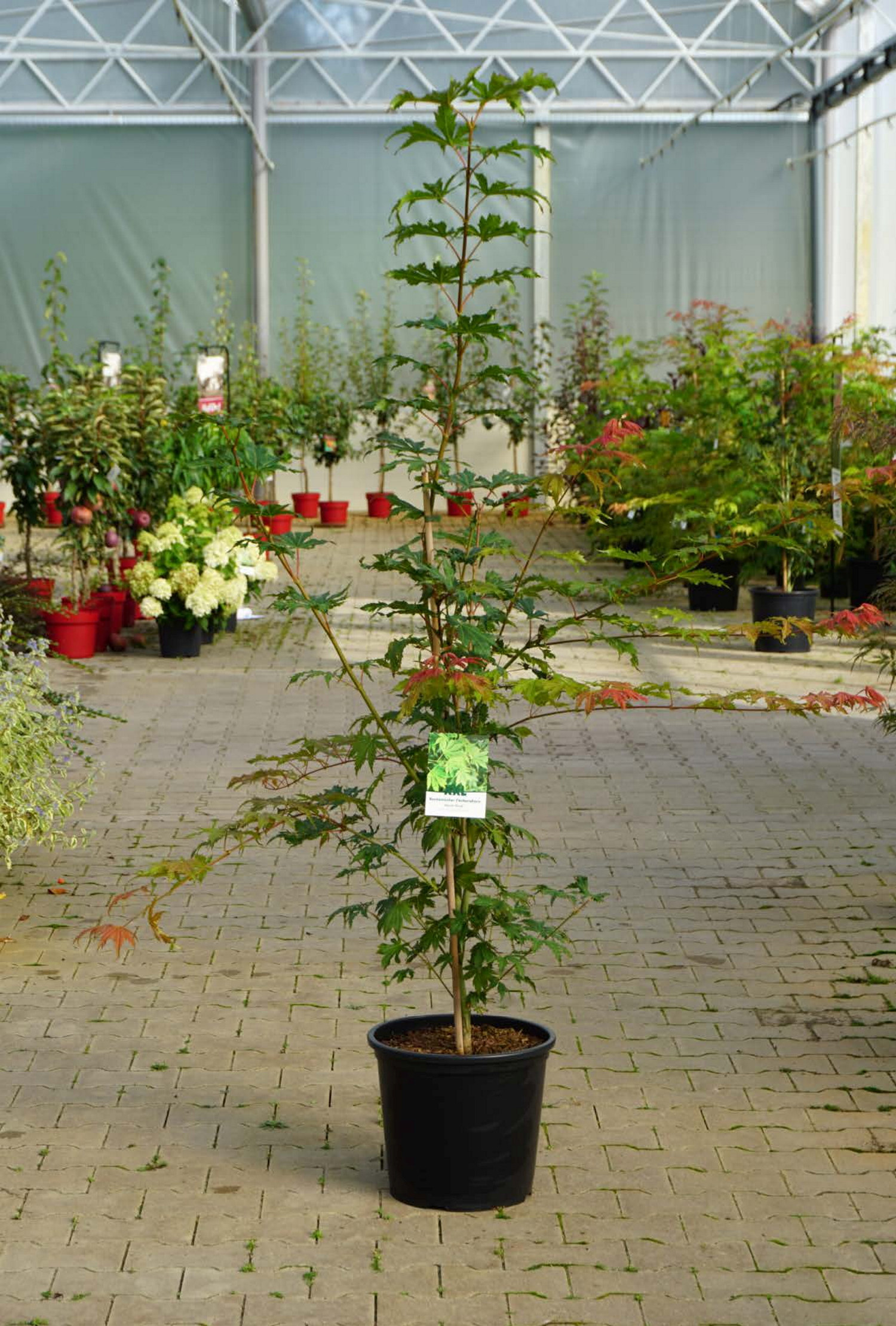 Korealønn 'North Wind' ® XXL