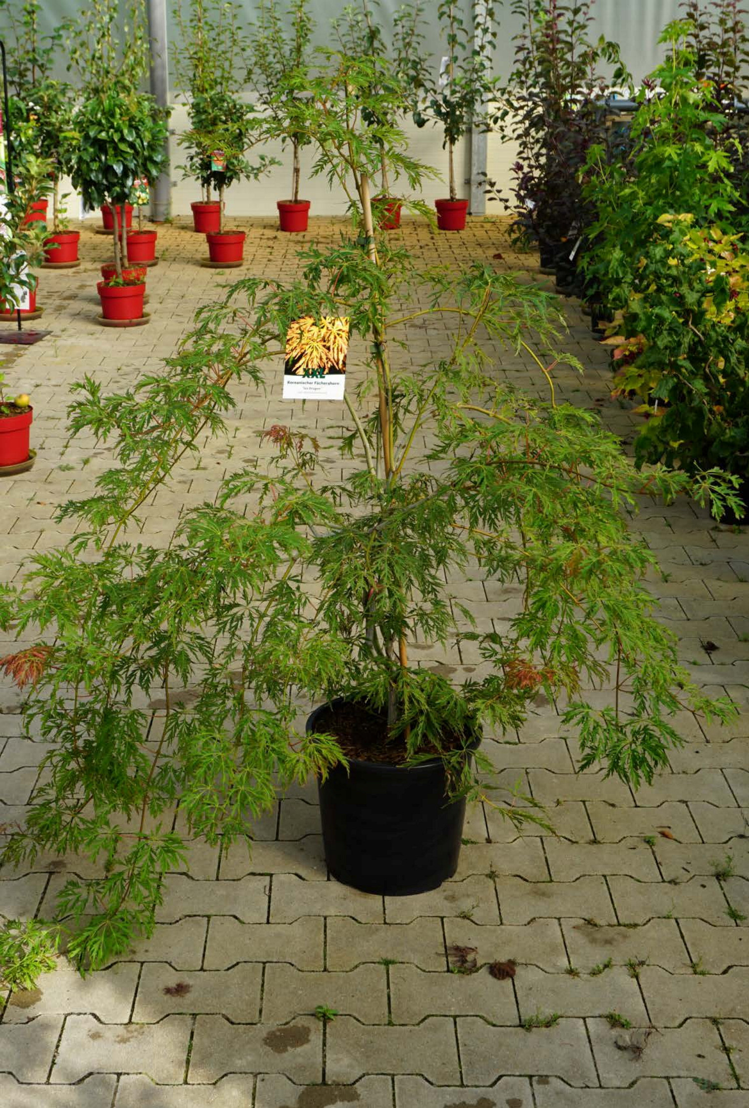 Manchurisk solfjäderslönn 'Ice Dragon', XXL