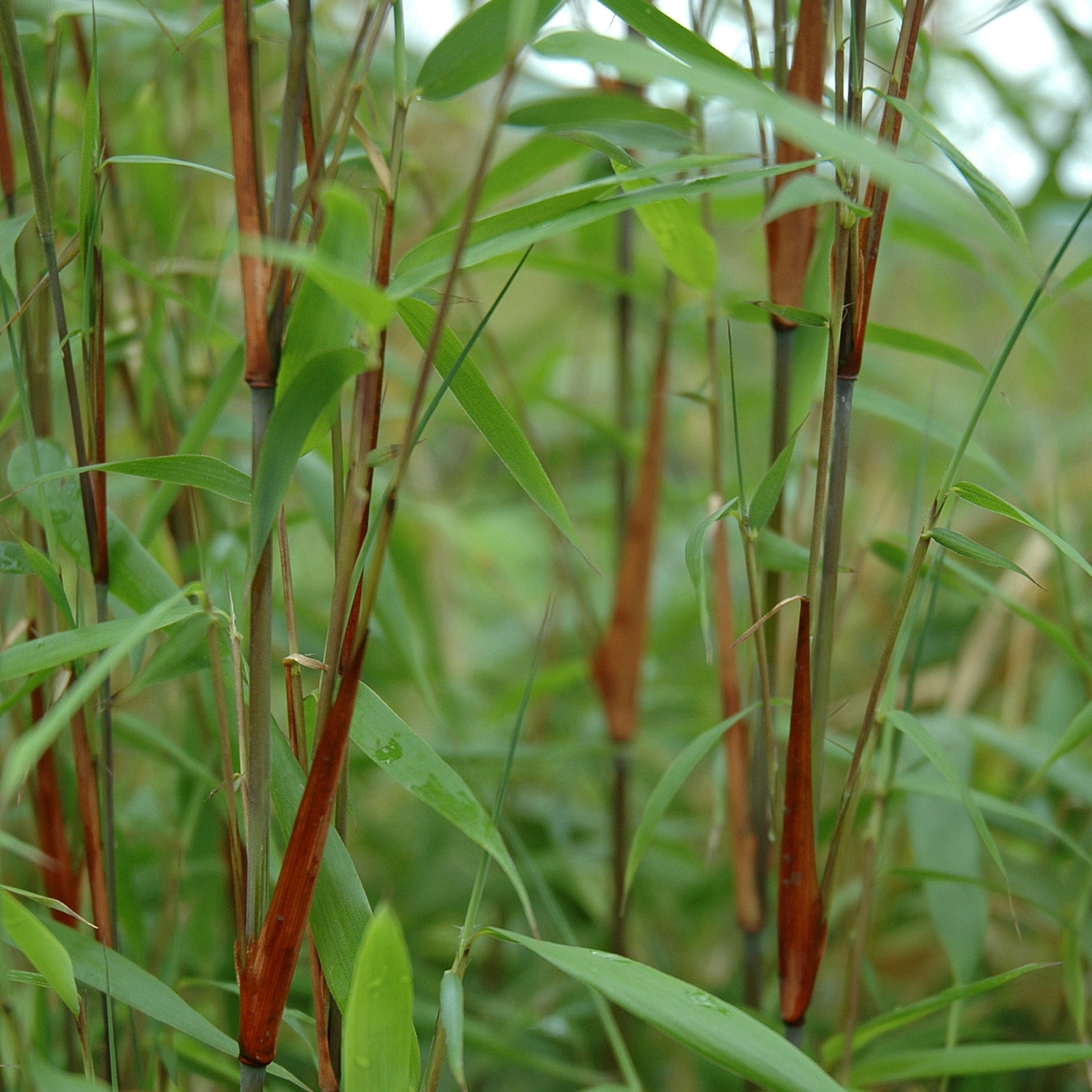 Sträv glansbambu 'Asian Wonder', XXL