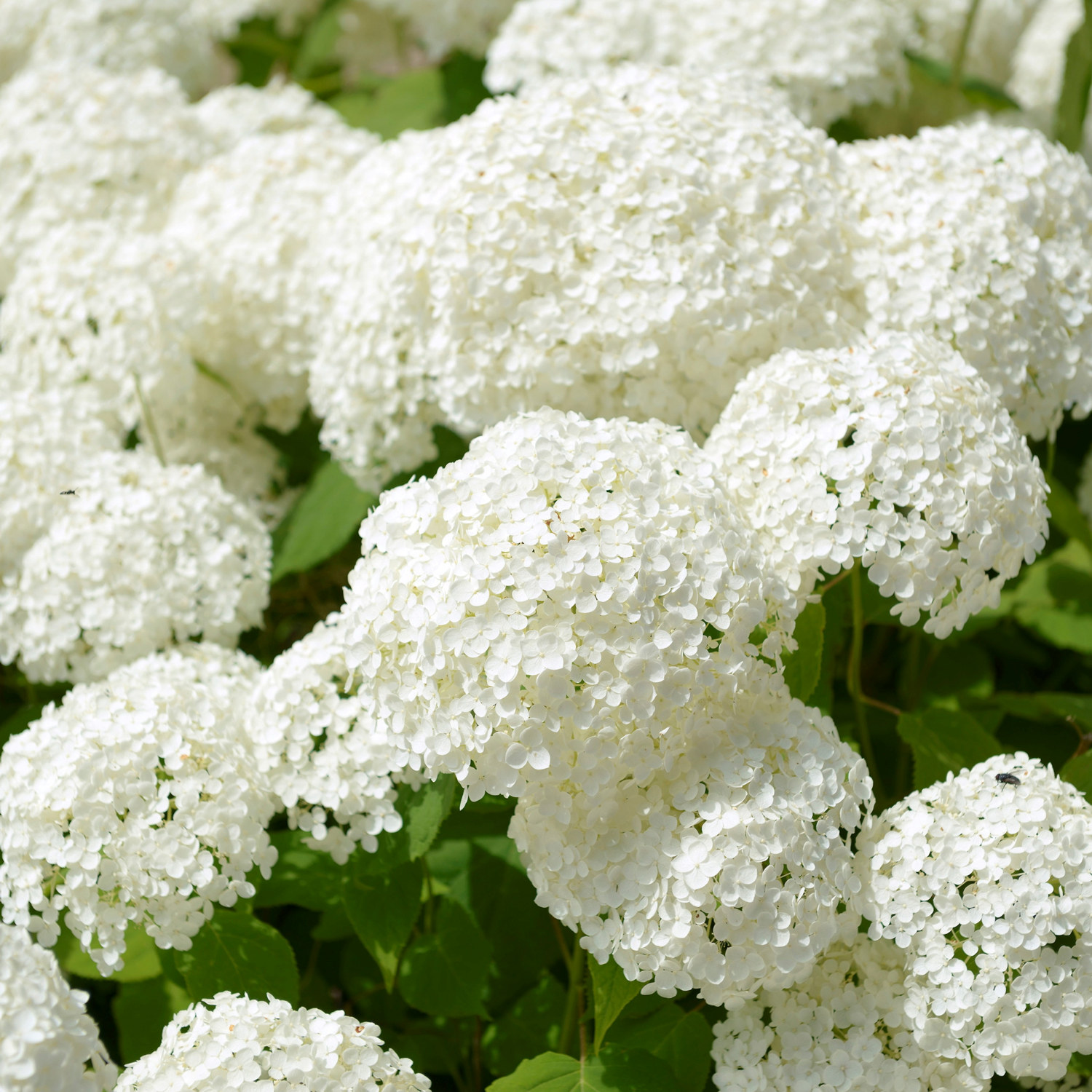 Vidjehortensia 'Annabelle', XXL