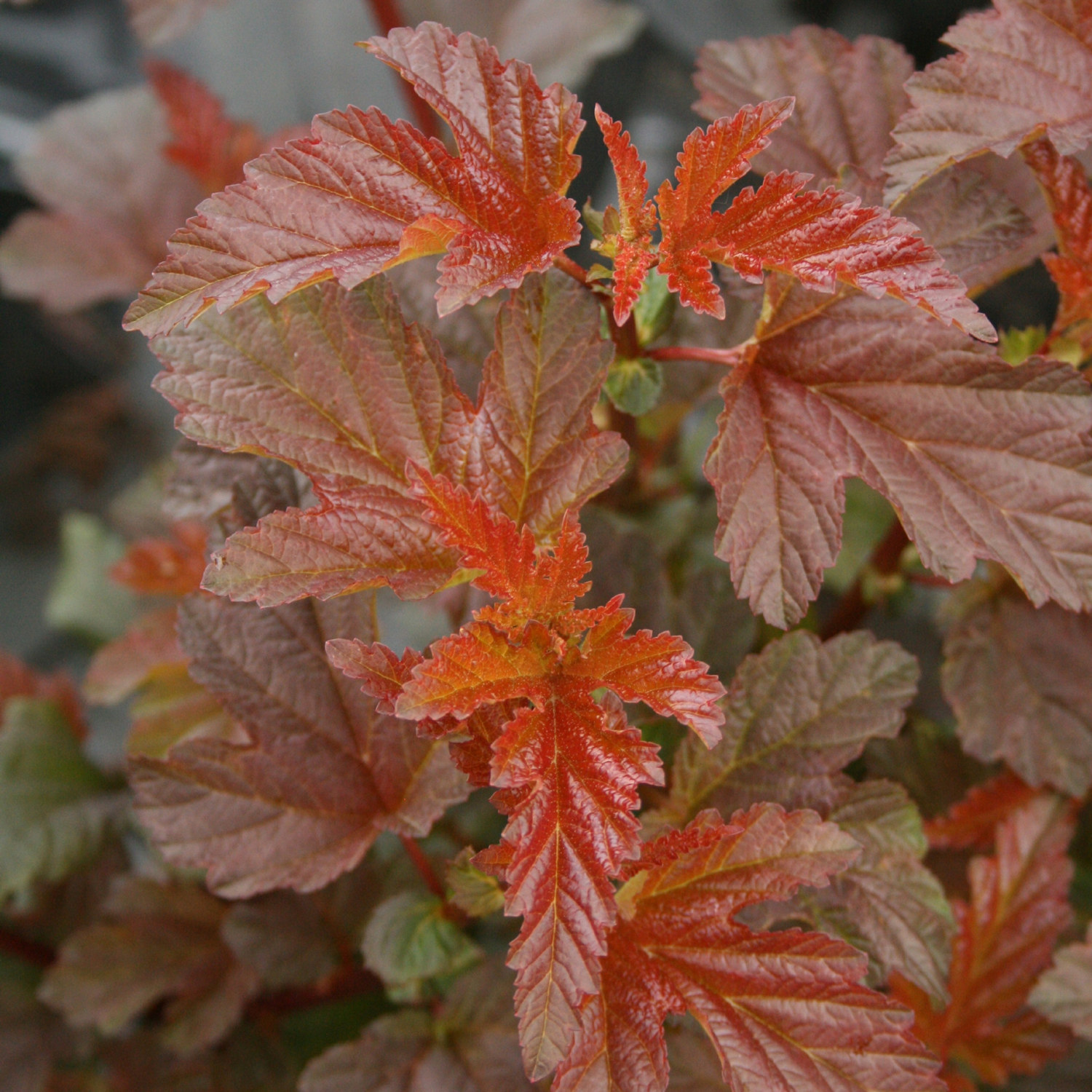 Smällspirea LADY IN RED®, XXL