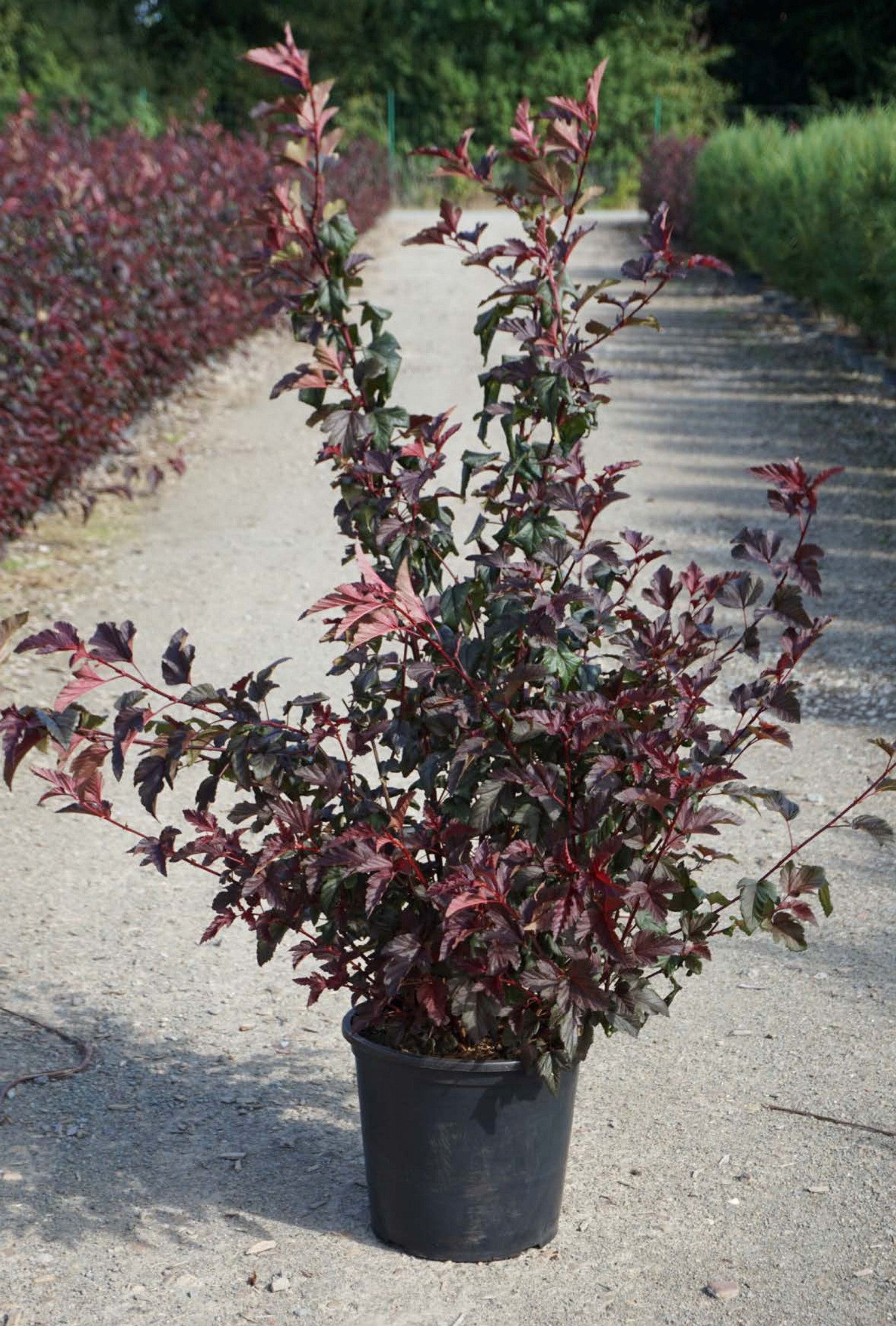 Smällspirea LADY IN RED®, XXL