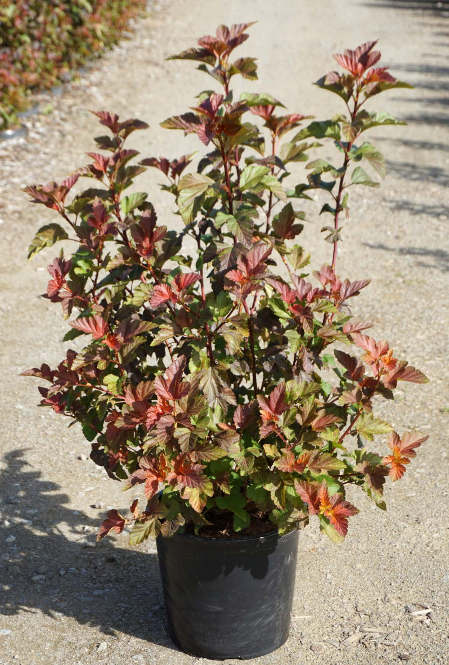 Smällspirea AMBER JUBILEE®, XXL