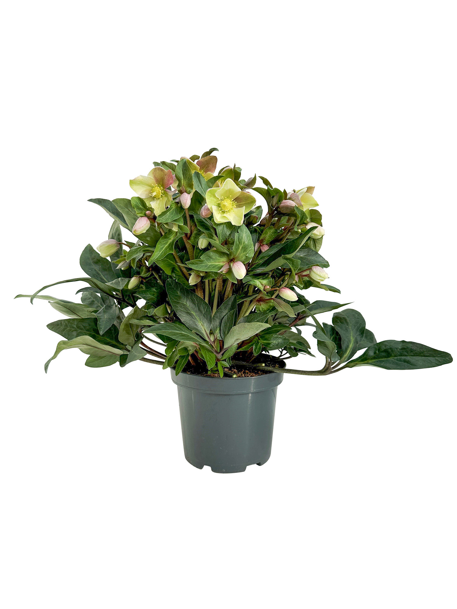 Helleborus 'Beauty Princess' 21 cm