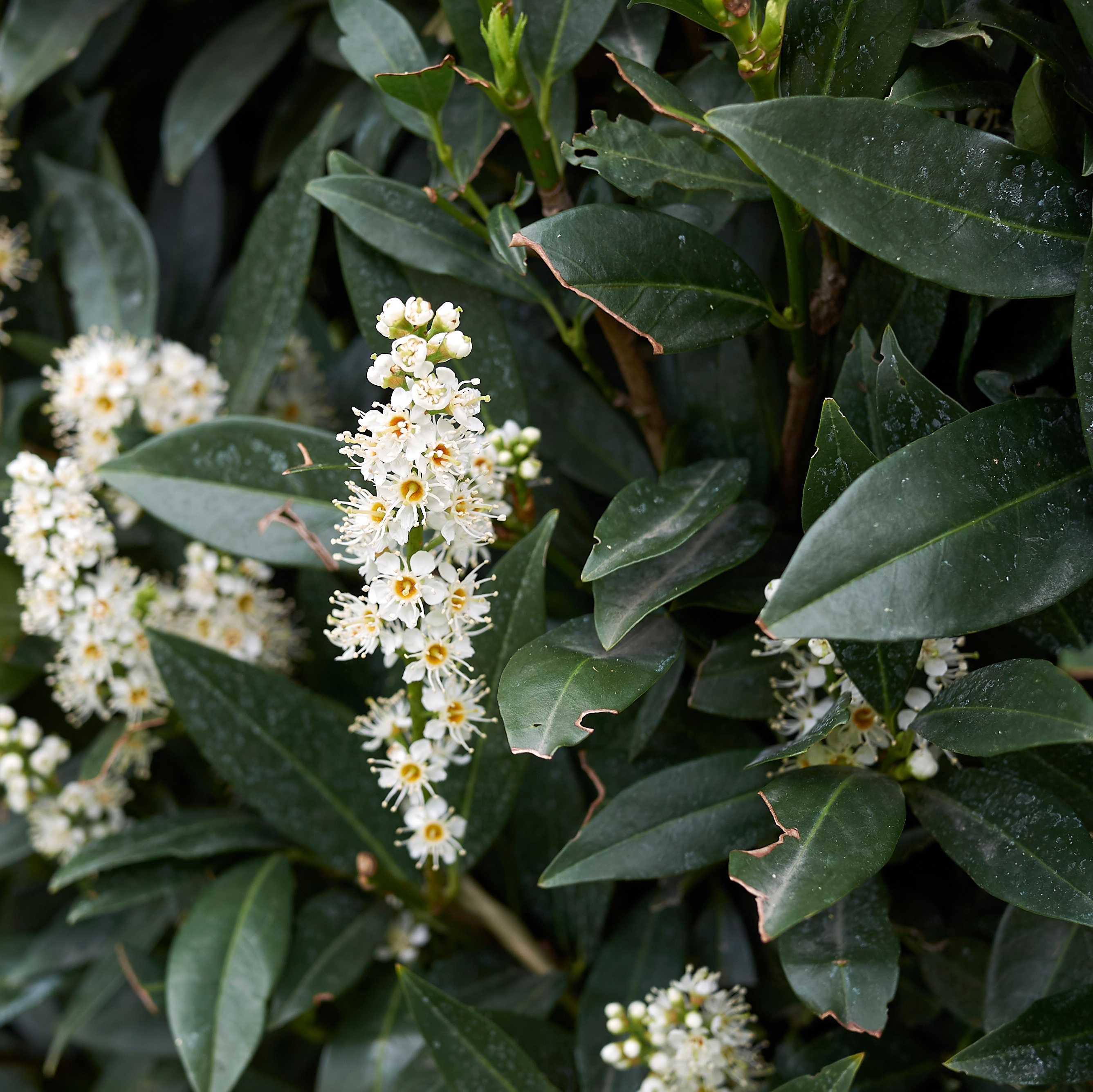 Prunus laur. 'Otto Luyken' 30-40 20cm