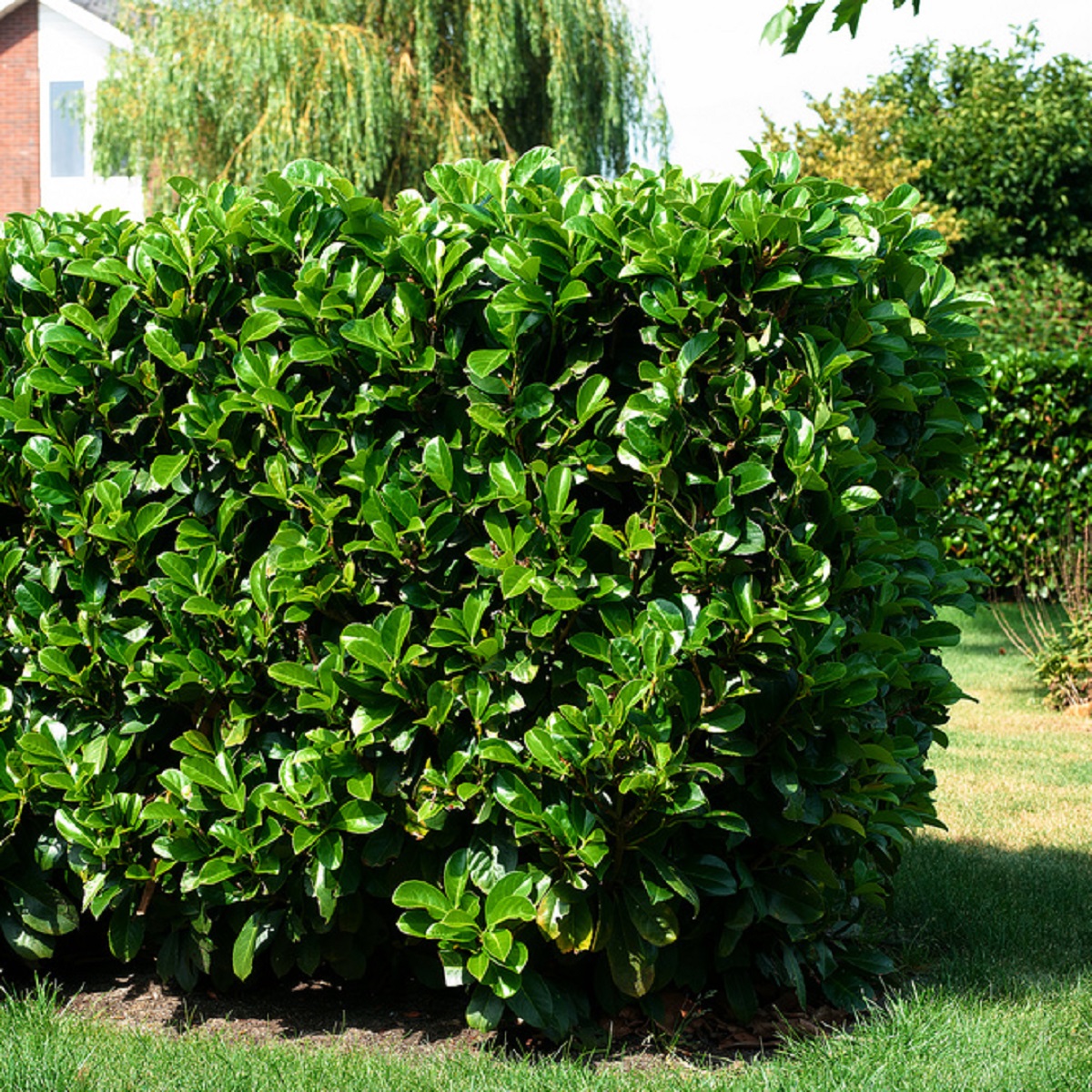 Prunus laurocerasus ETNA 30-40cm 20cm