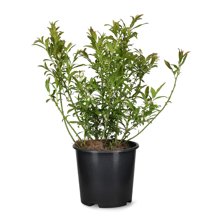 Hybridblåbär Putte E