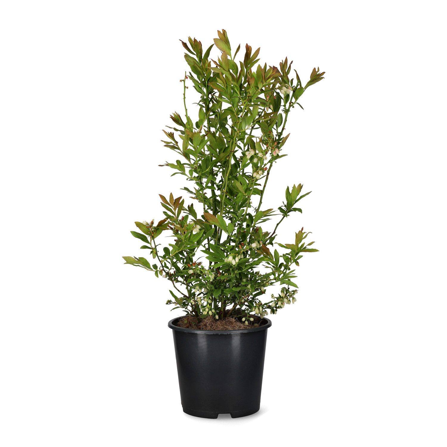 Hybridblåbär 'Emil' E