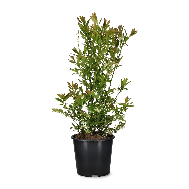 Hybridblåbär Emil E