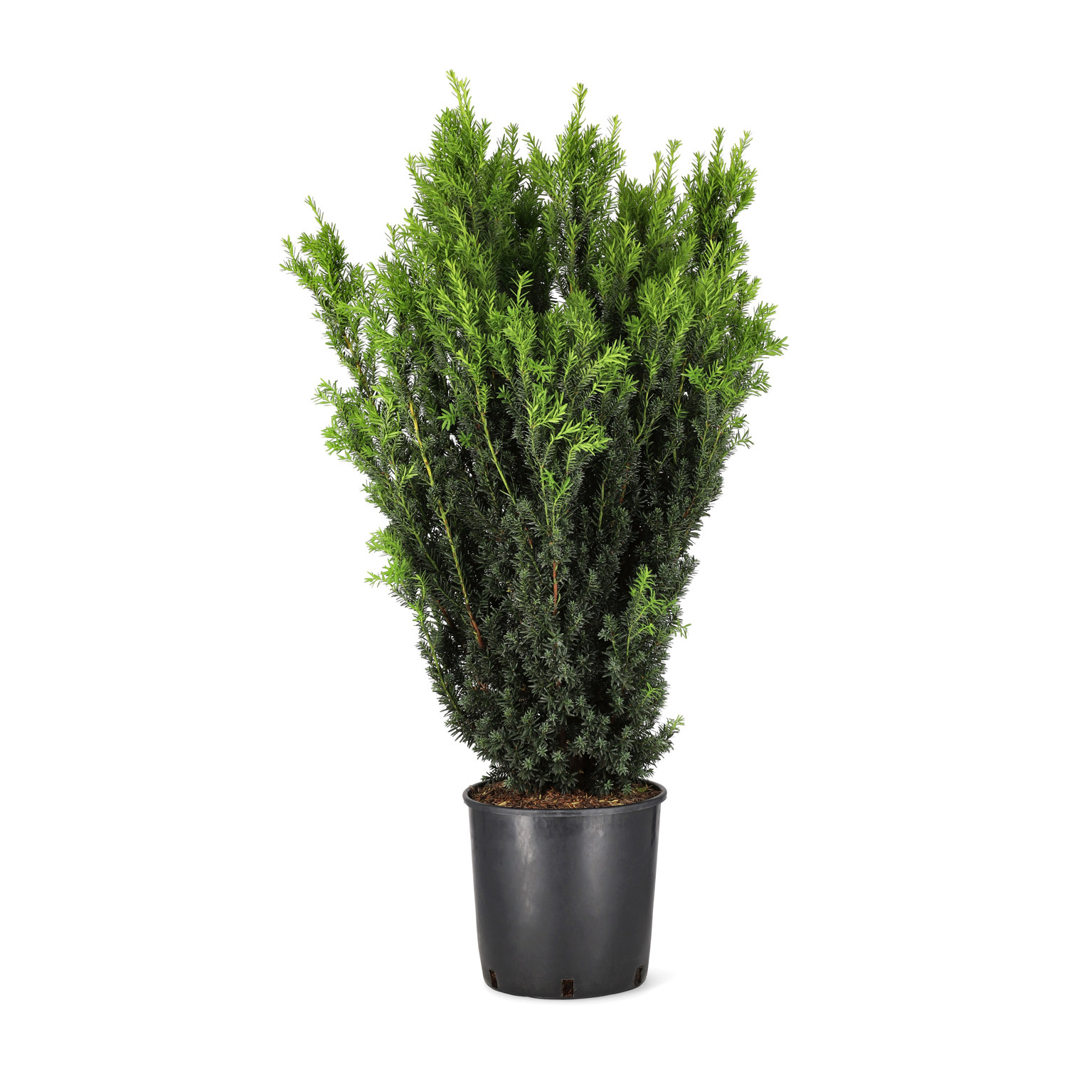 Taxus x media 'Hillii' 80-100cm 29cm