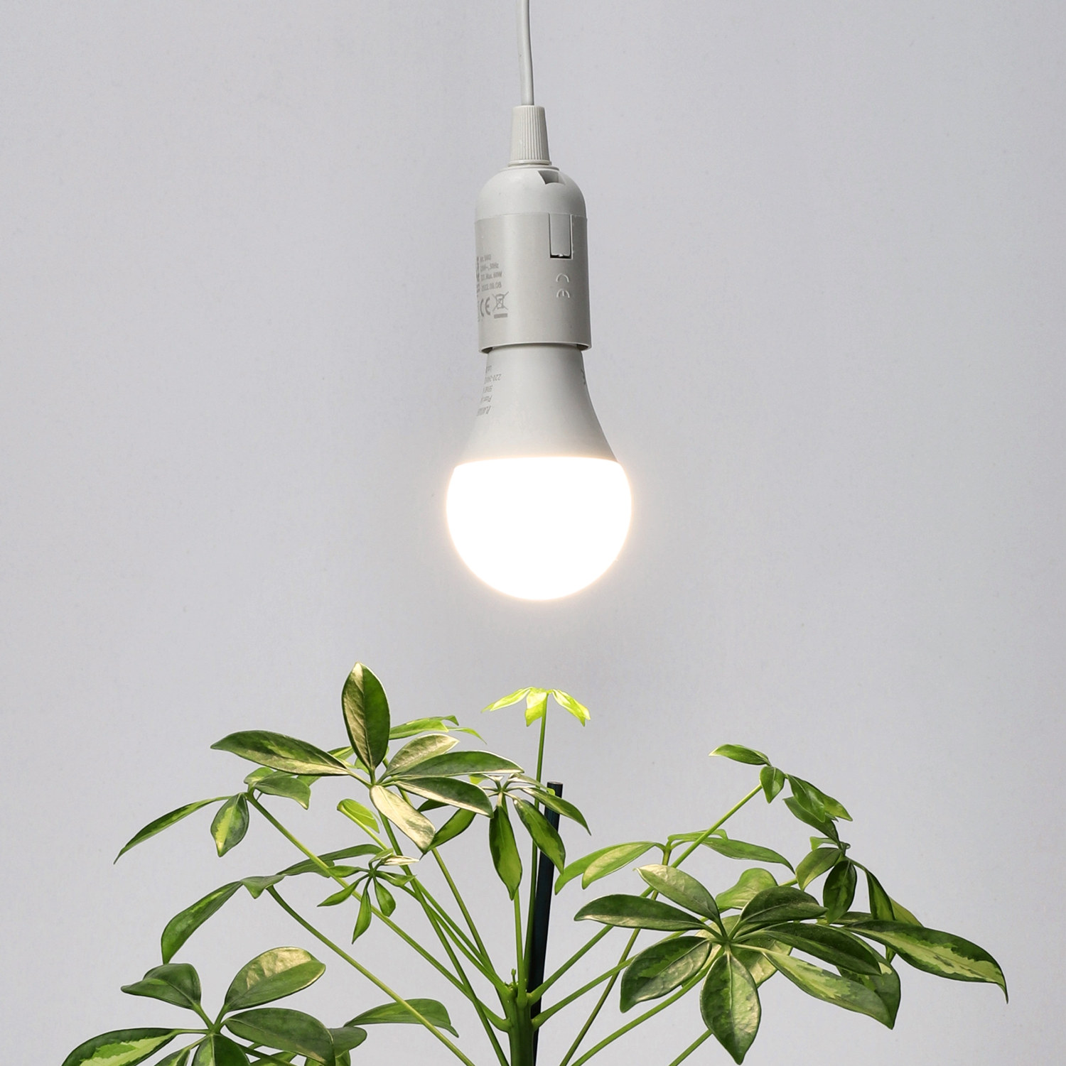 Växtlampa LED 9W All year Albatross