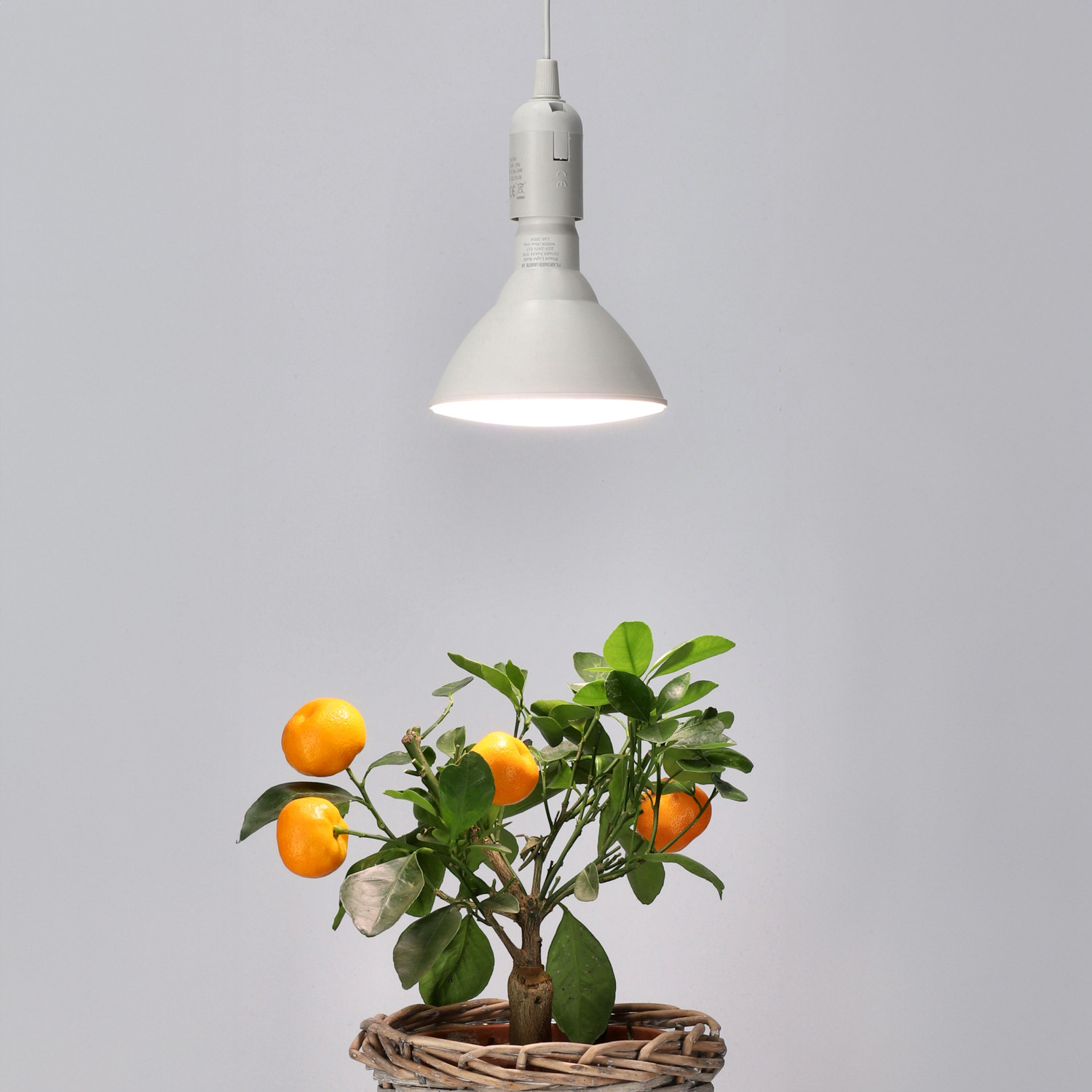 Plantelyspære LED 15W Winter Albatross