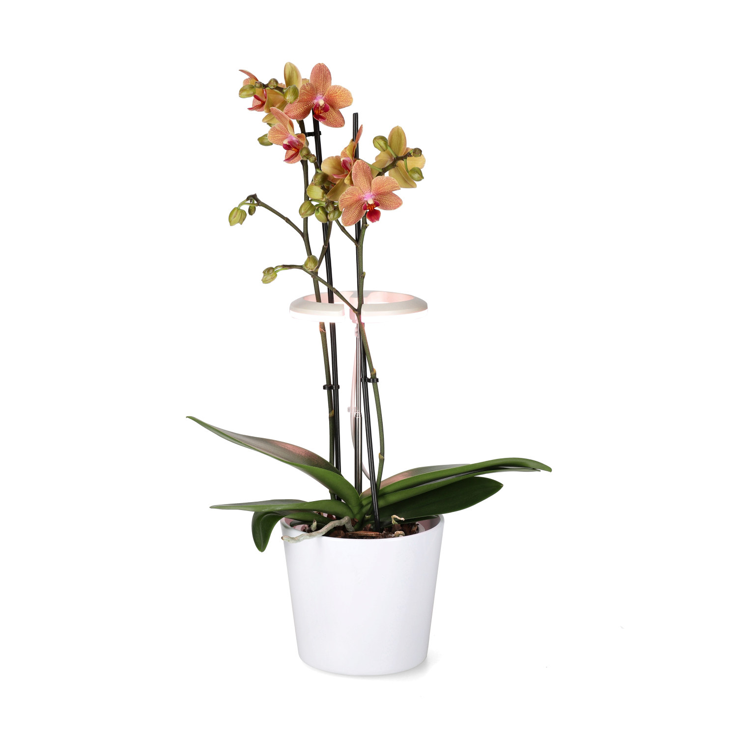 Plantelys LED Orchid