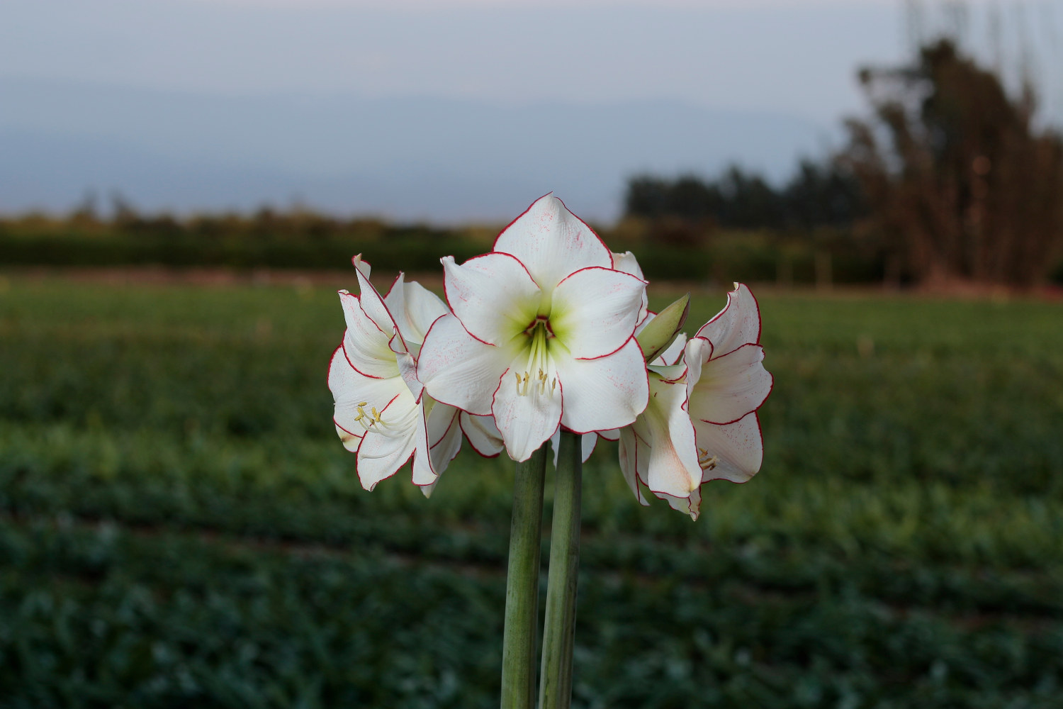 Amaryllis 'Picasso'