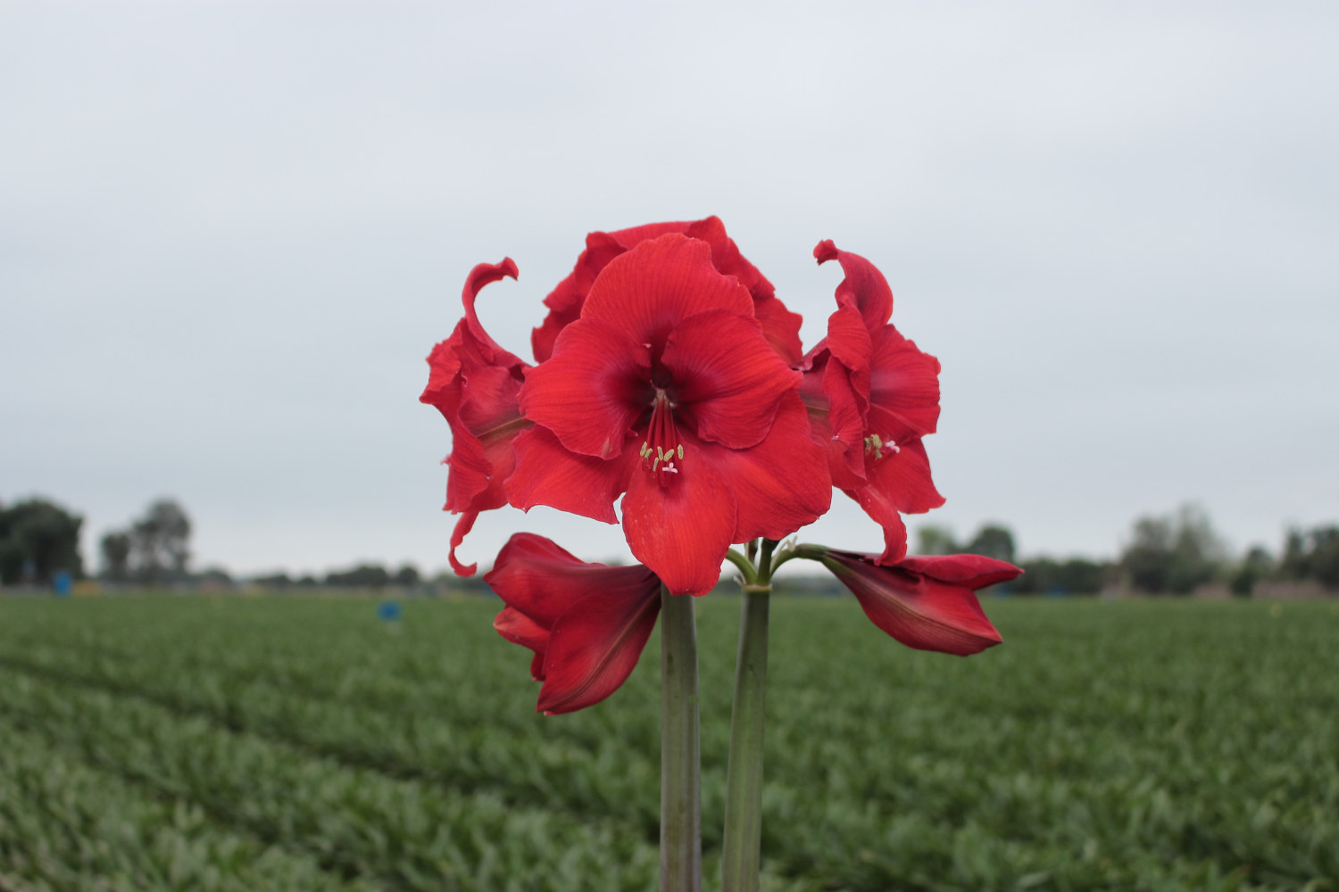 Hippeastrum 34+ 'Red Victory' 15 cm