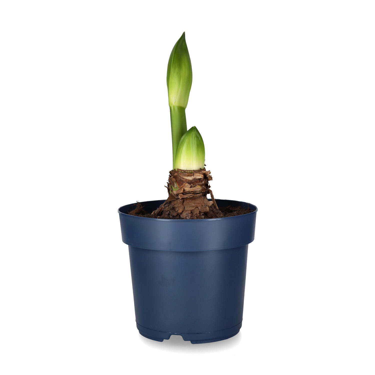 Hippeastrum 34+ 'White Candle' 15cm