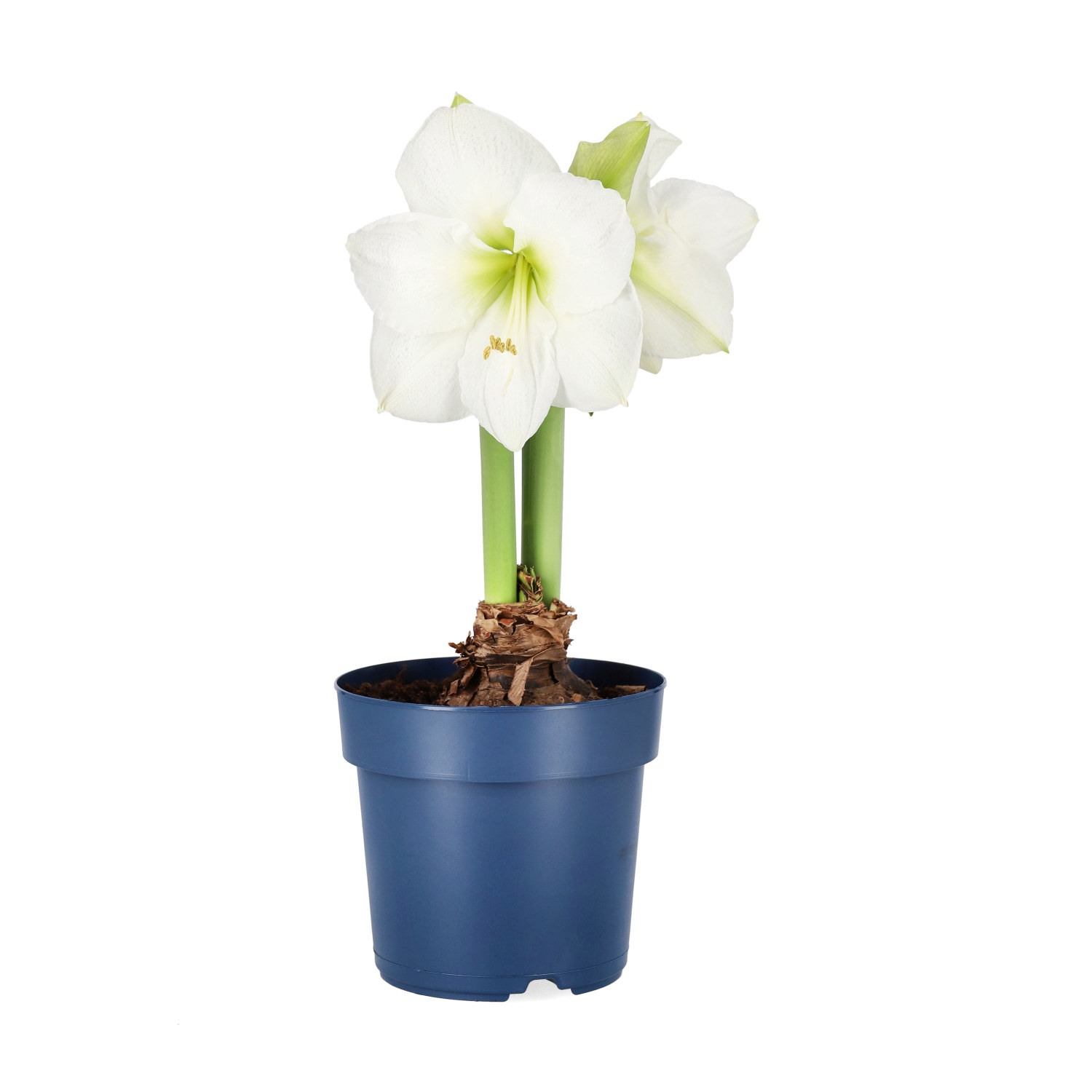 Hippeastrum 34+ 'White Candle' 15cm