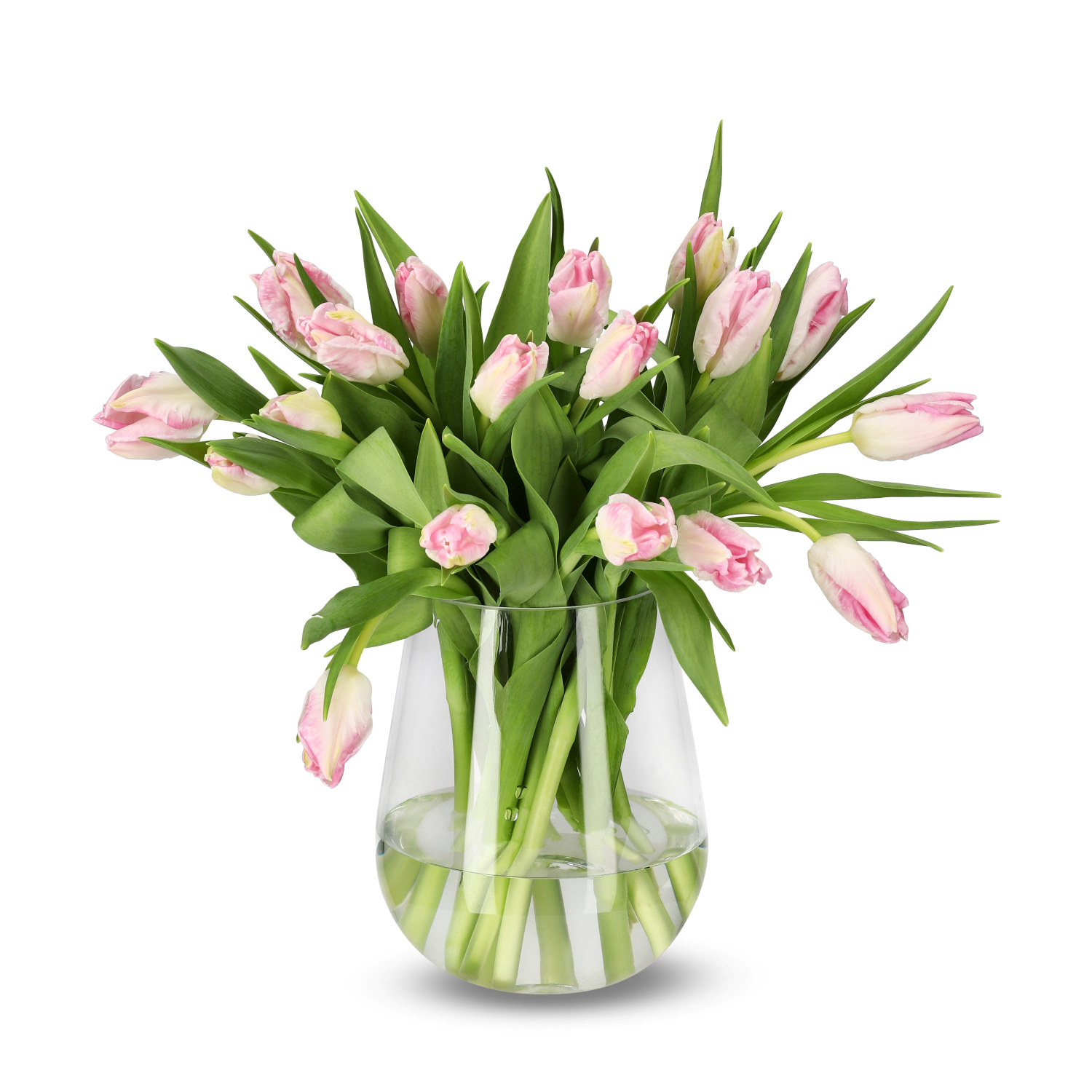 Premiumtulpaner 18-pack