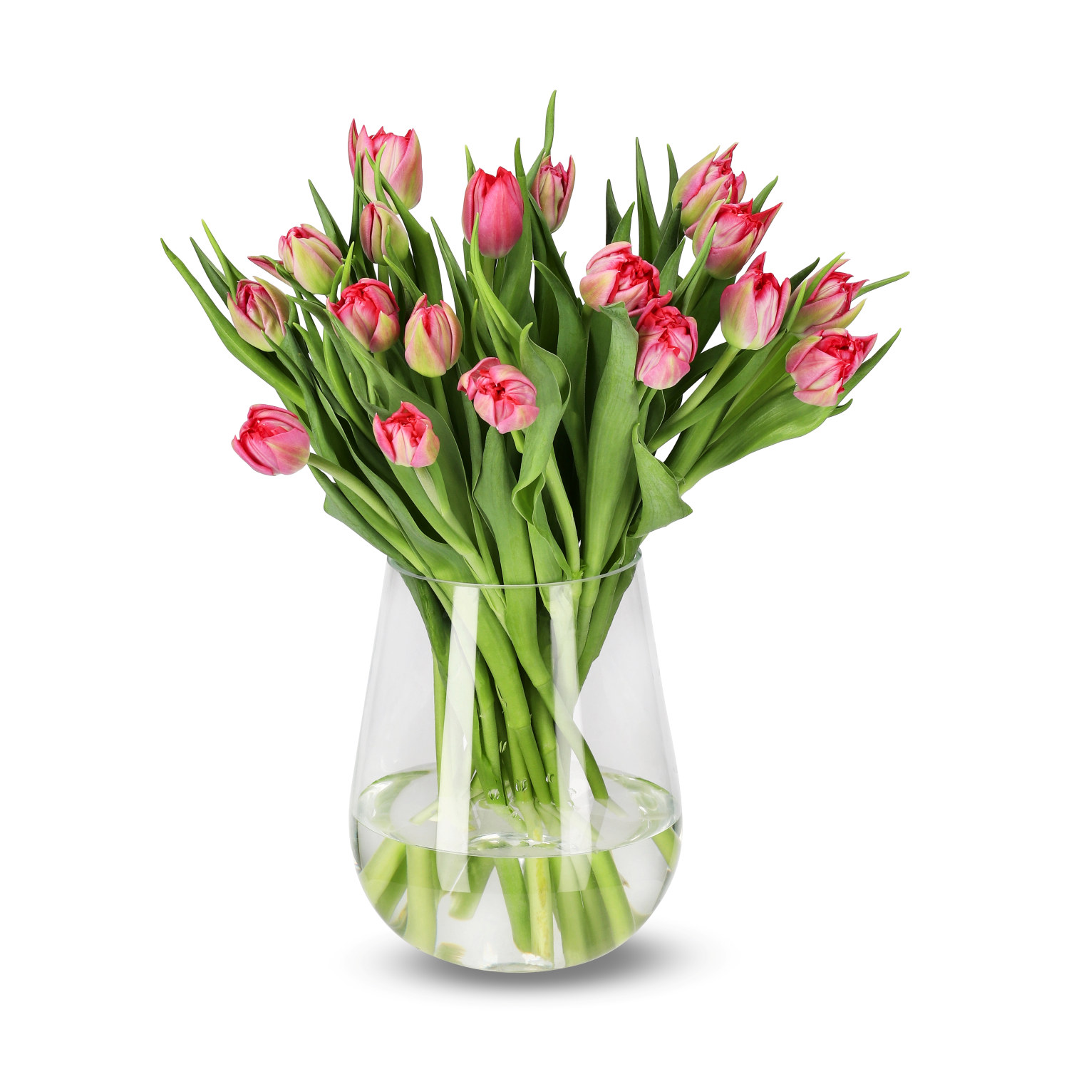 Premiumtulpaner 18-pack