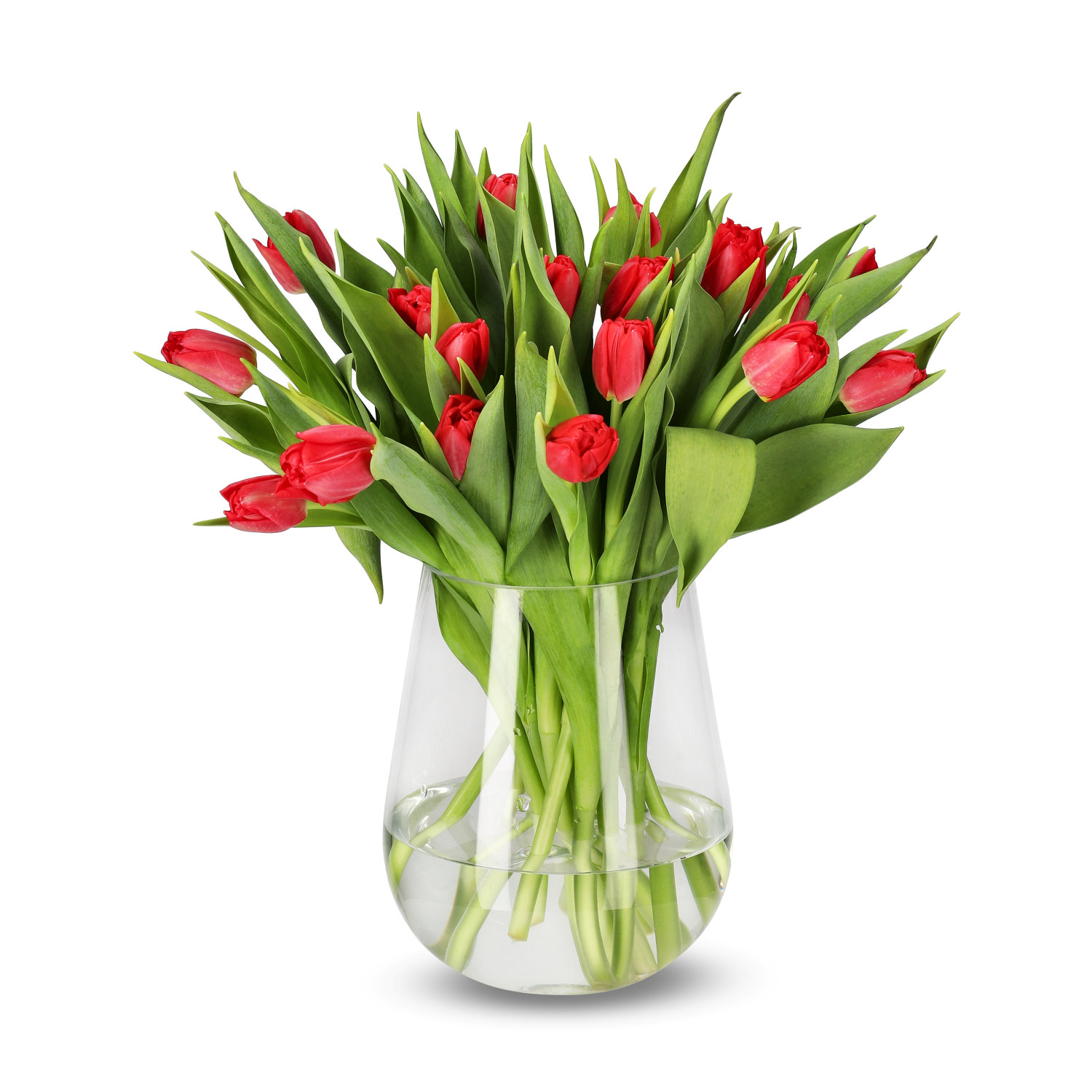 Premiumtulpaner 18-pack