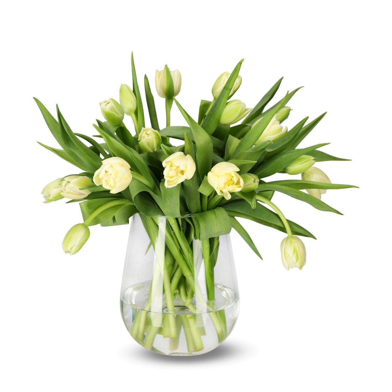 Premiumtulpaner 18-pack