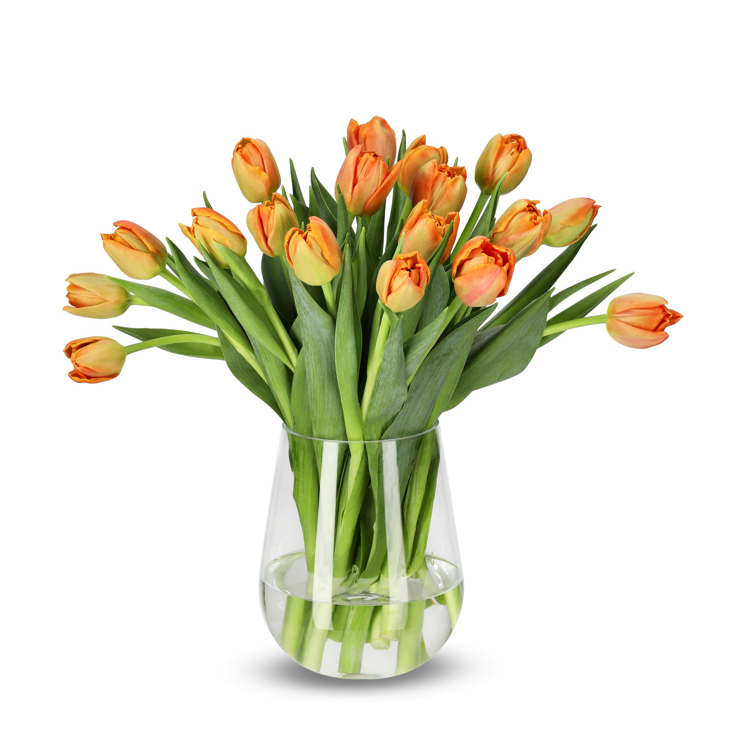 Premiumtulpaner 18-pack