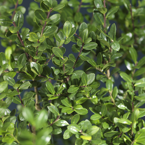 Japansk järnek 'Glory Gem', boll