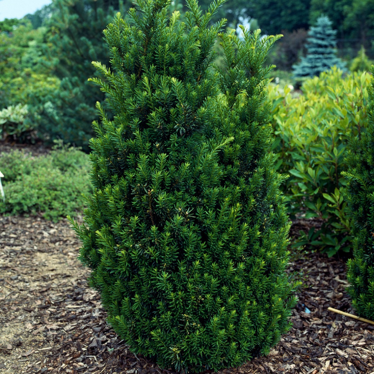 Taxus x media 'Hillii' 50-60cm 23cm