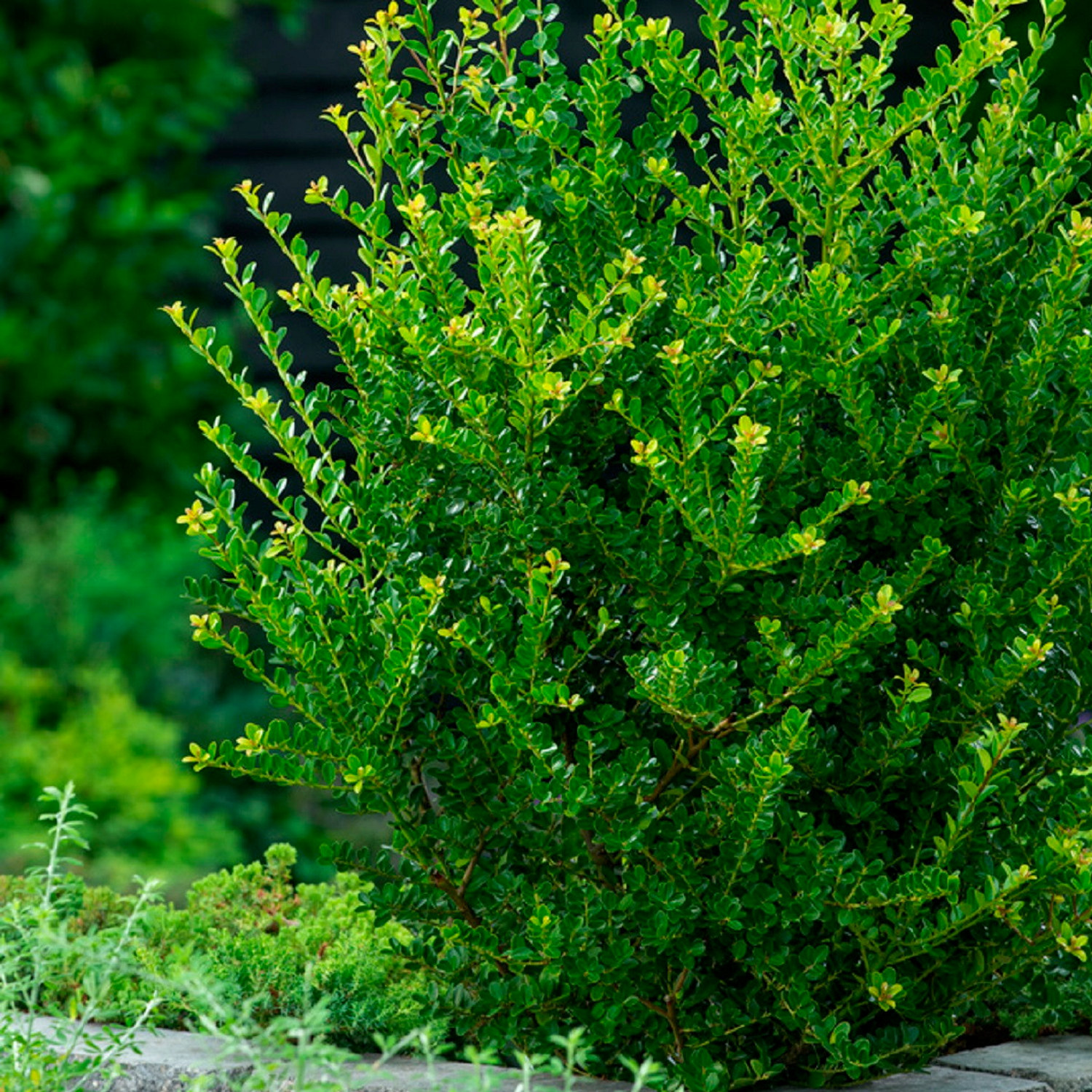 Japansk järnek 'Jenny'