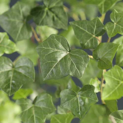 Hedera hibernica 150cm 19cm