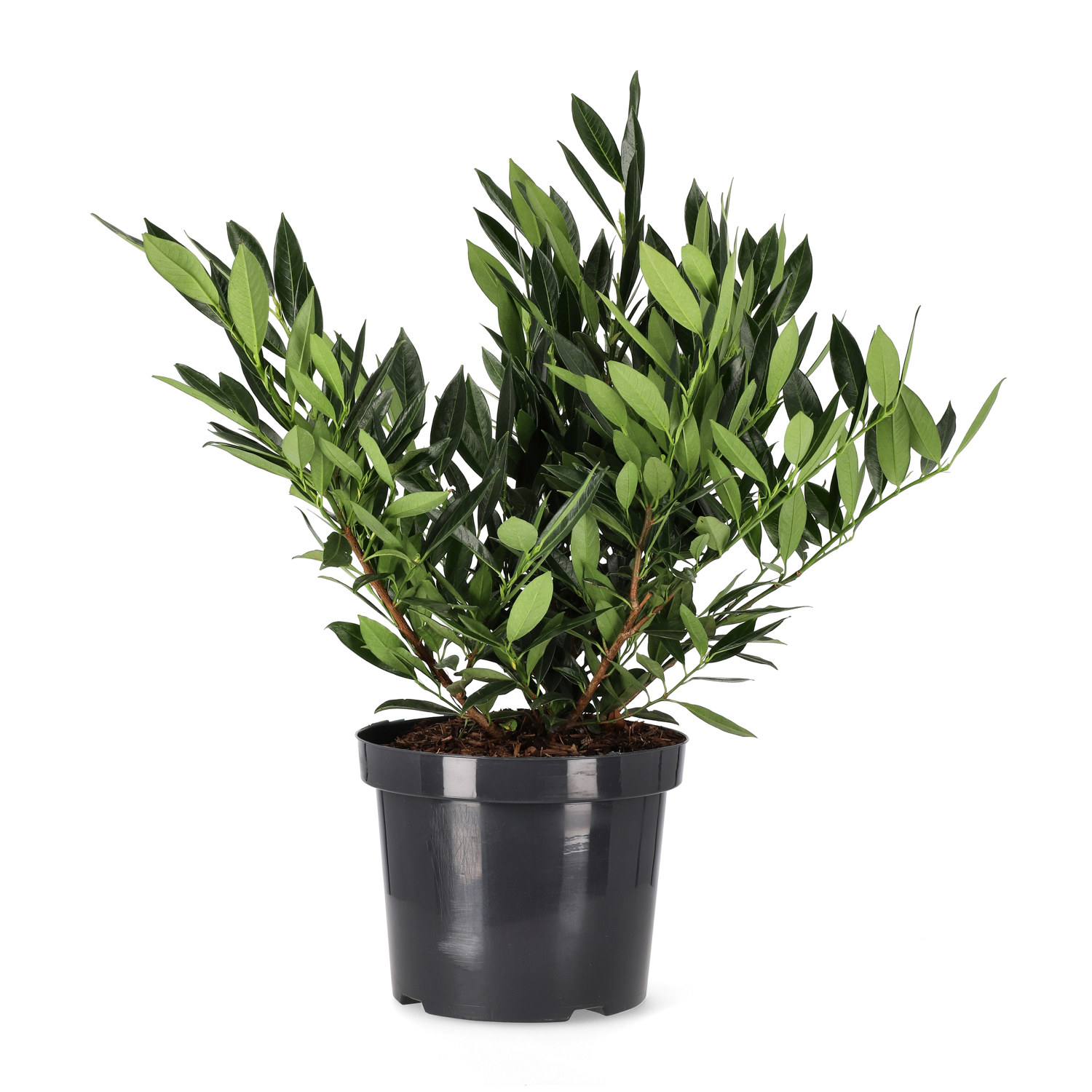 Prunus laurocerasus 'Otto Luyken' 30-40 23cm