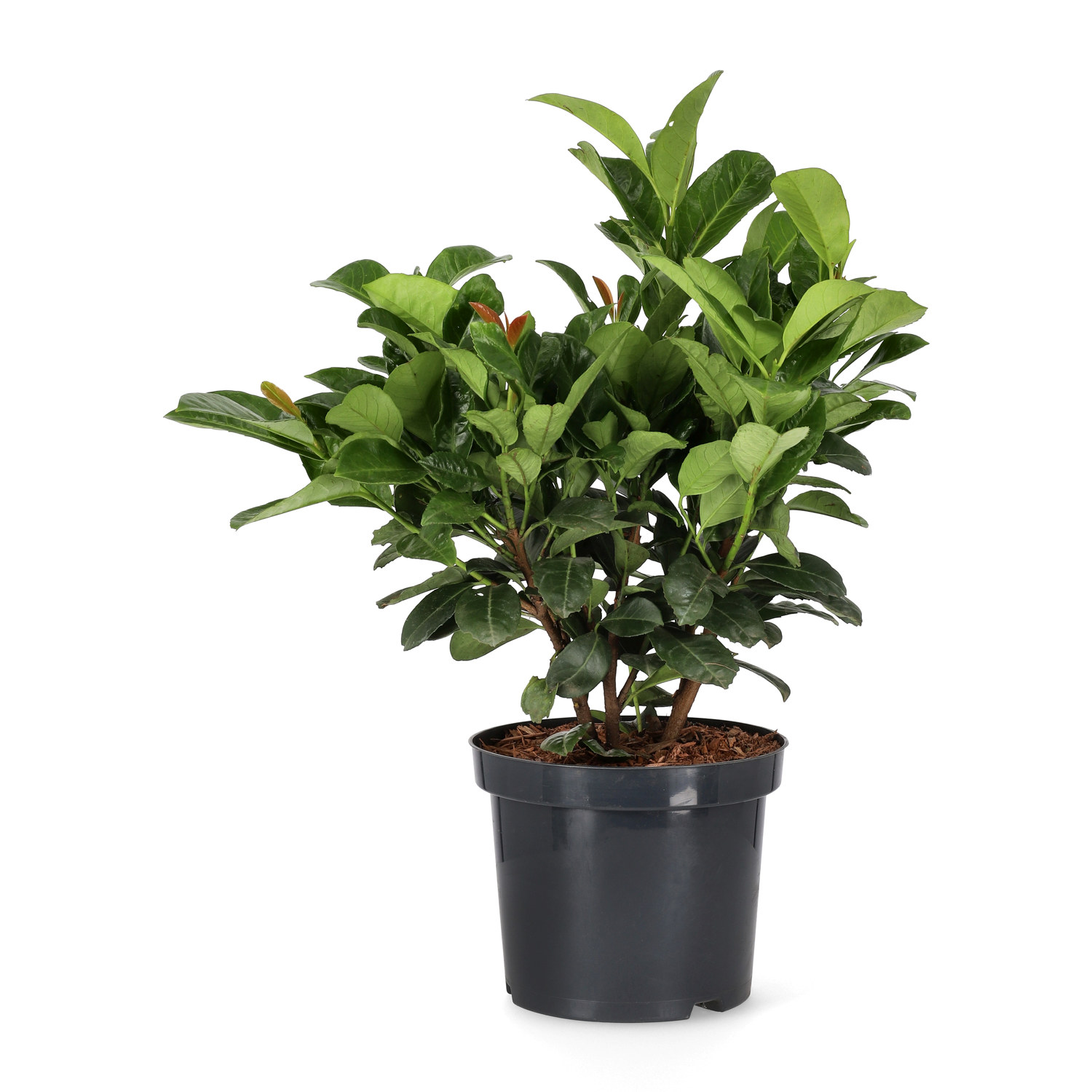 Prunus laurocerasus ETNA 40-50cm 23cm