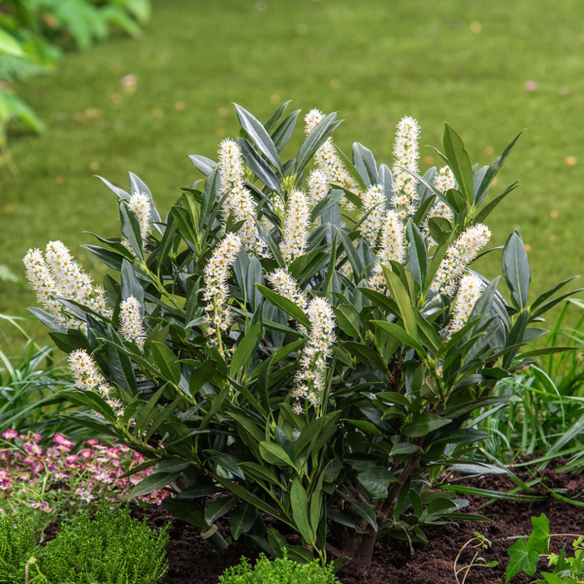 Prunus laurocerasus 'Otto Luyken' 30-40 23cm