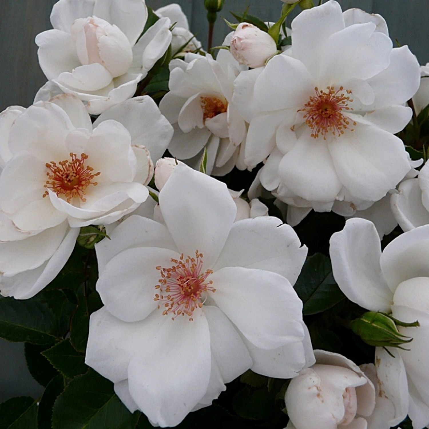 Rosa STARLIGHT SYMPHONIE® 3L