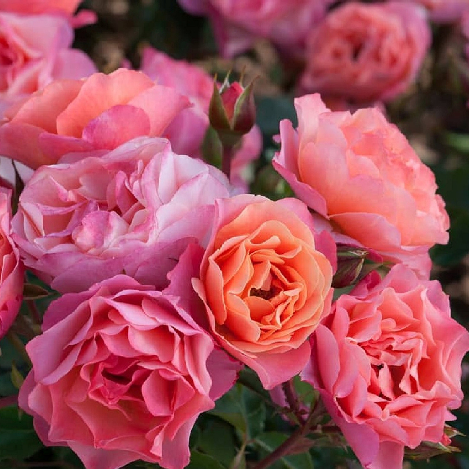 Rosa TRENDY™ FASHION® 3L