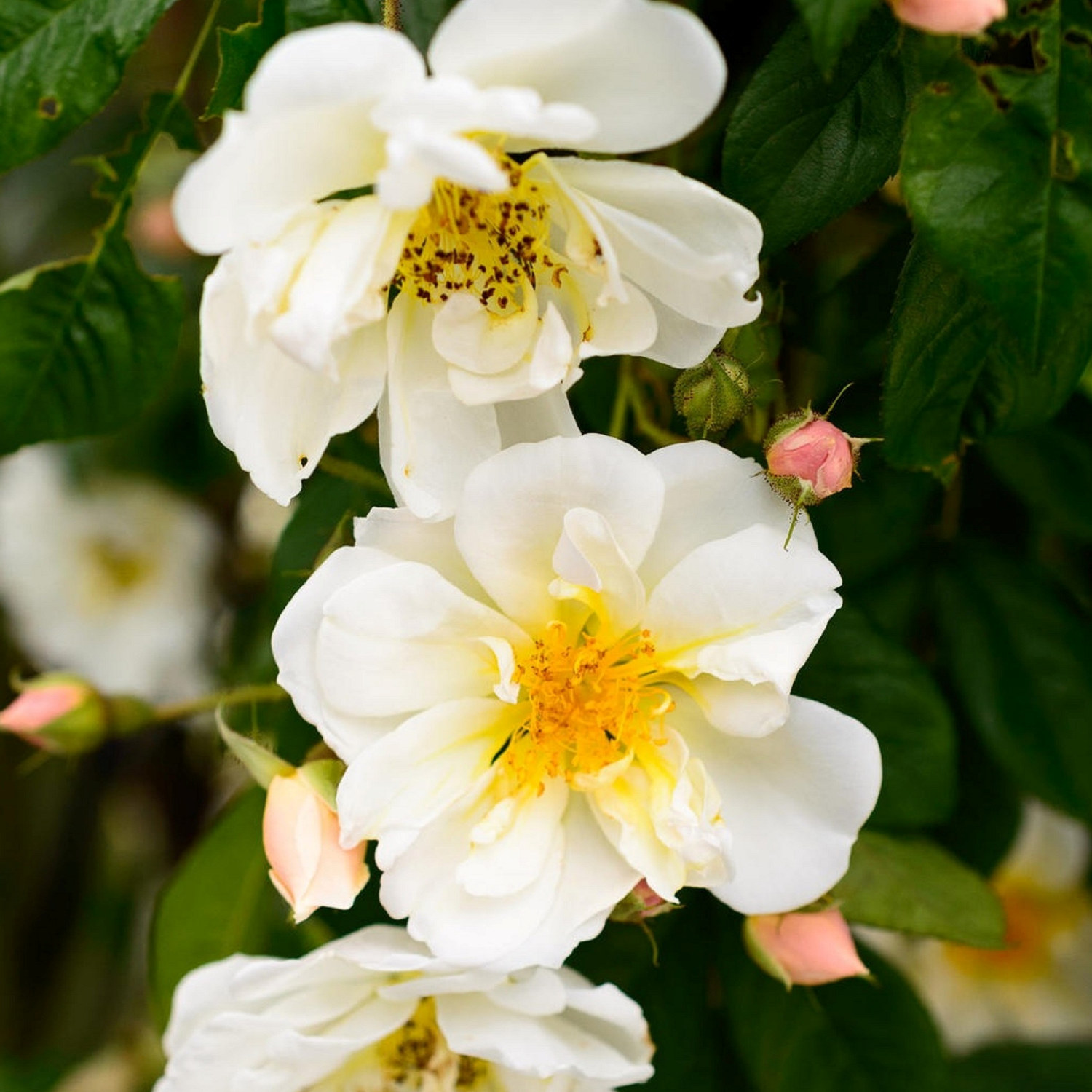 Klätterros 'Lykkefund'