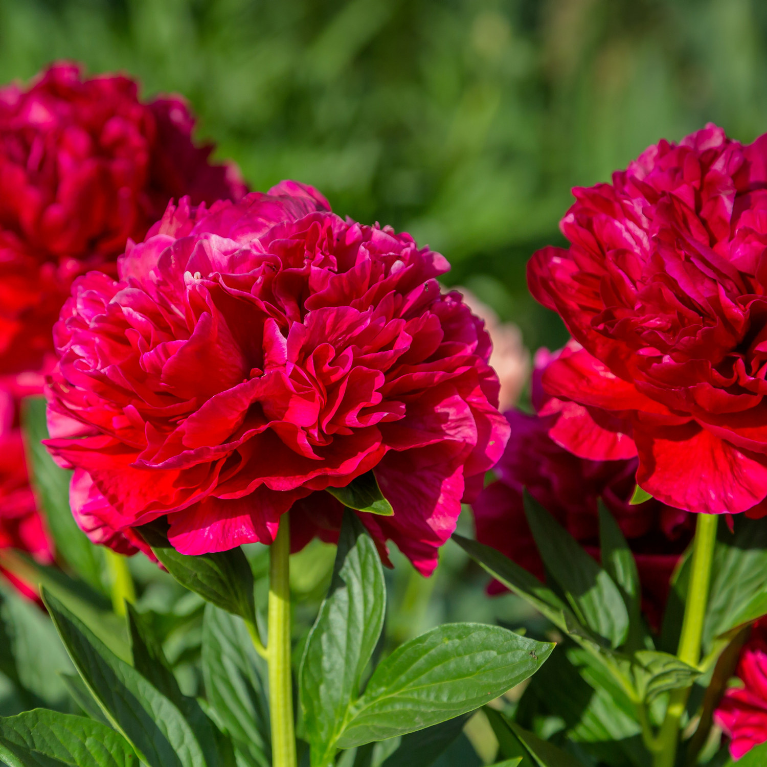 Silkepion 'Red charm'