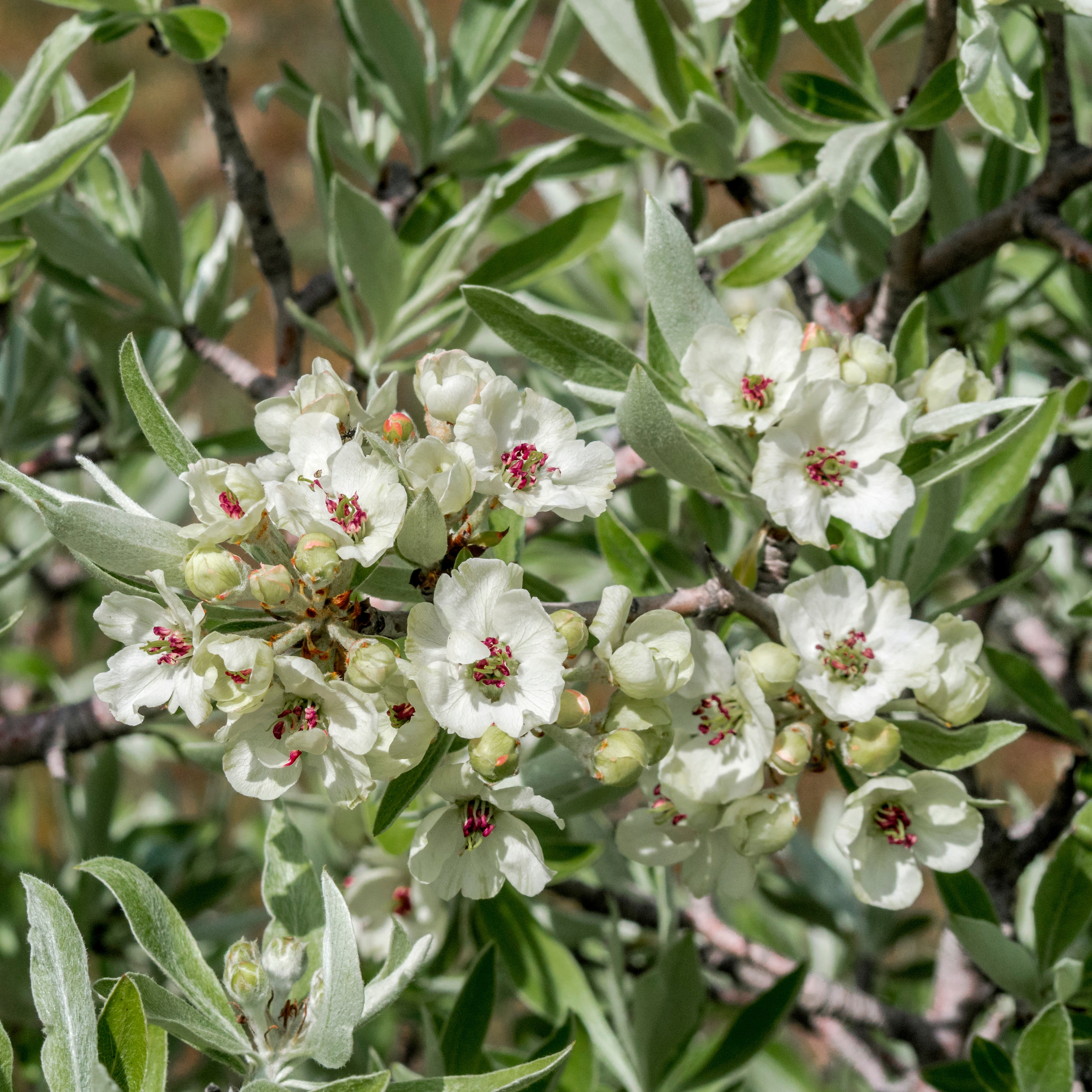 Sølvpære 'Pendula' på stilk