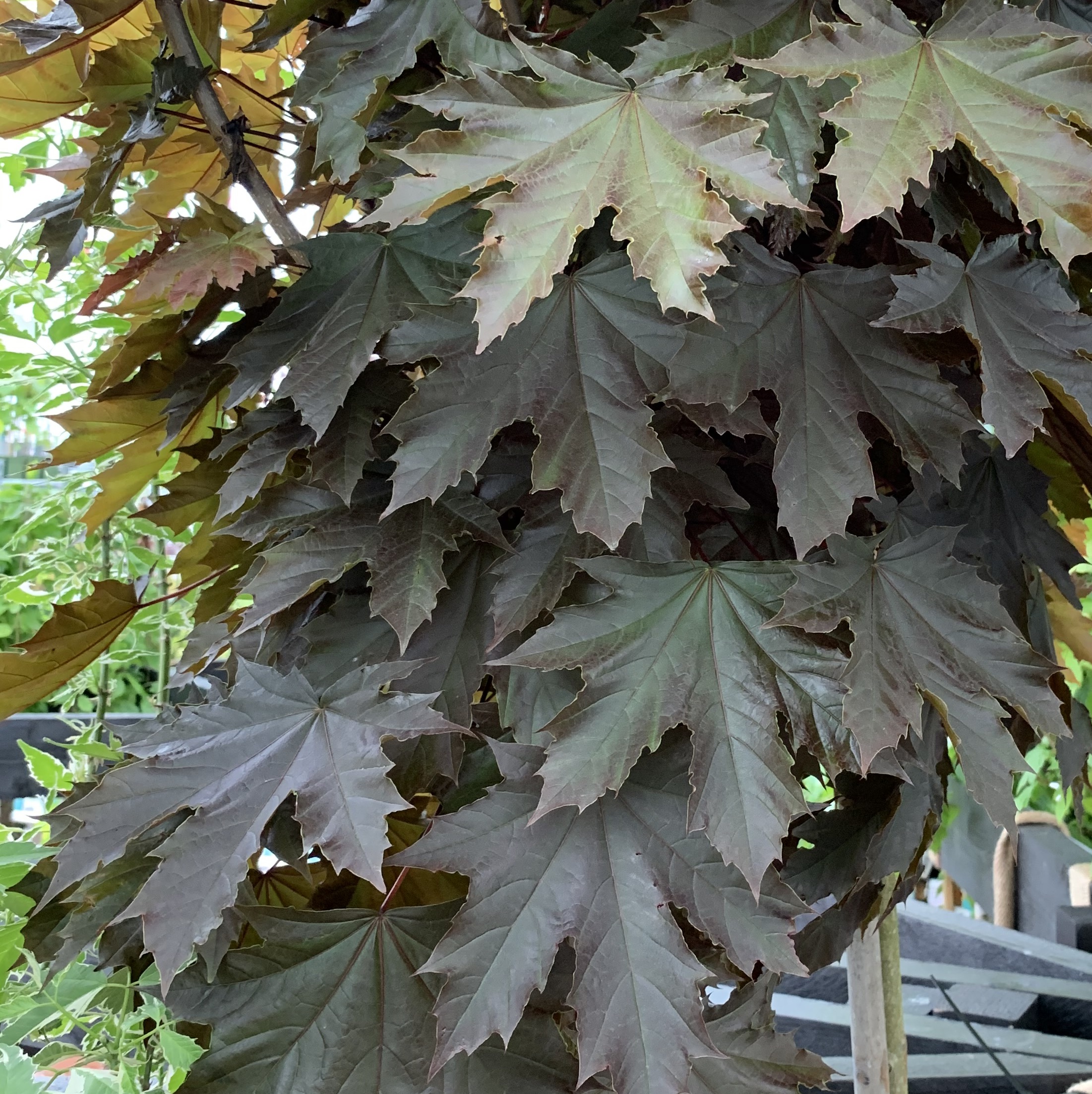 Spisslønn 'Crimson Sentry', oppstammet