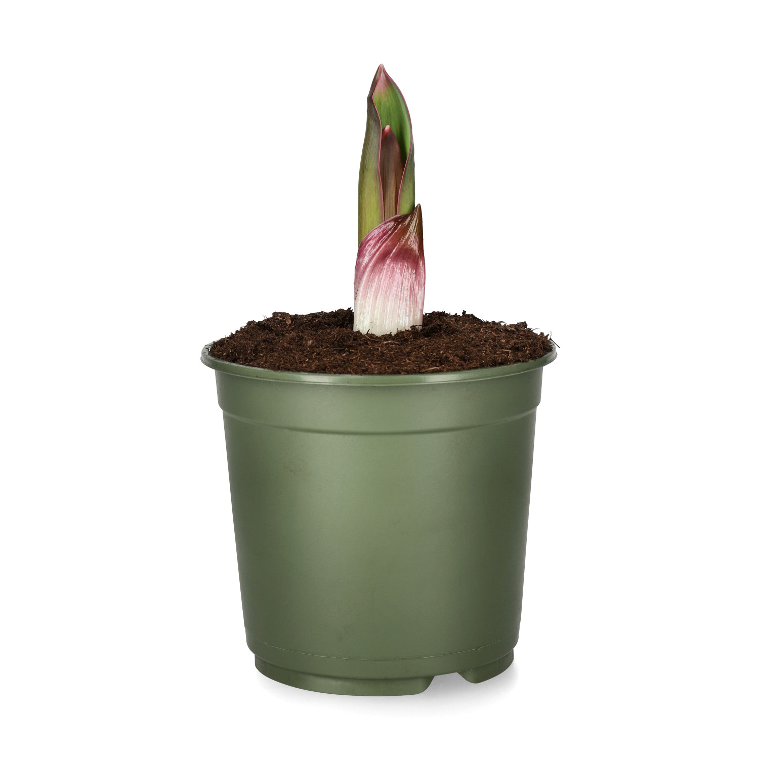 Prydnadslök 'Party Balloons'