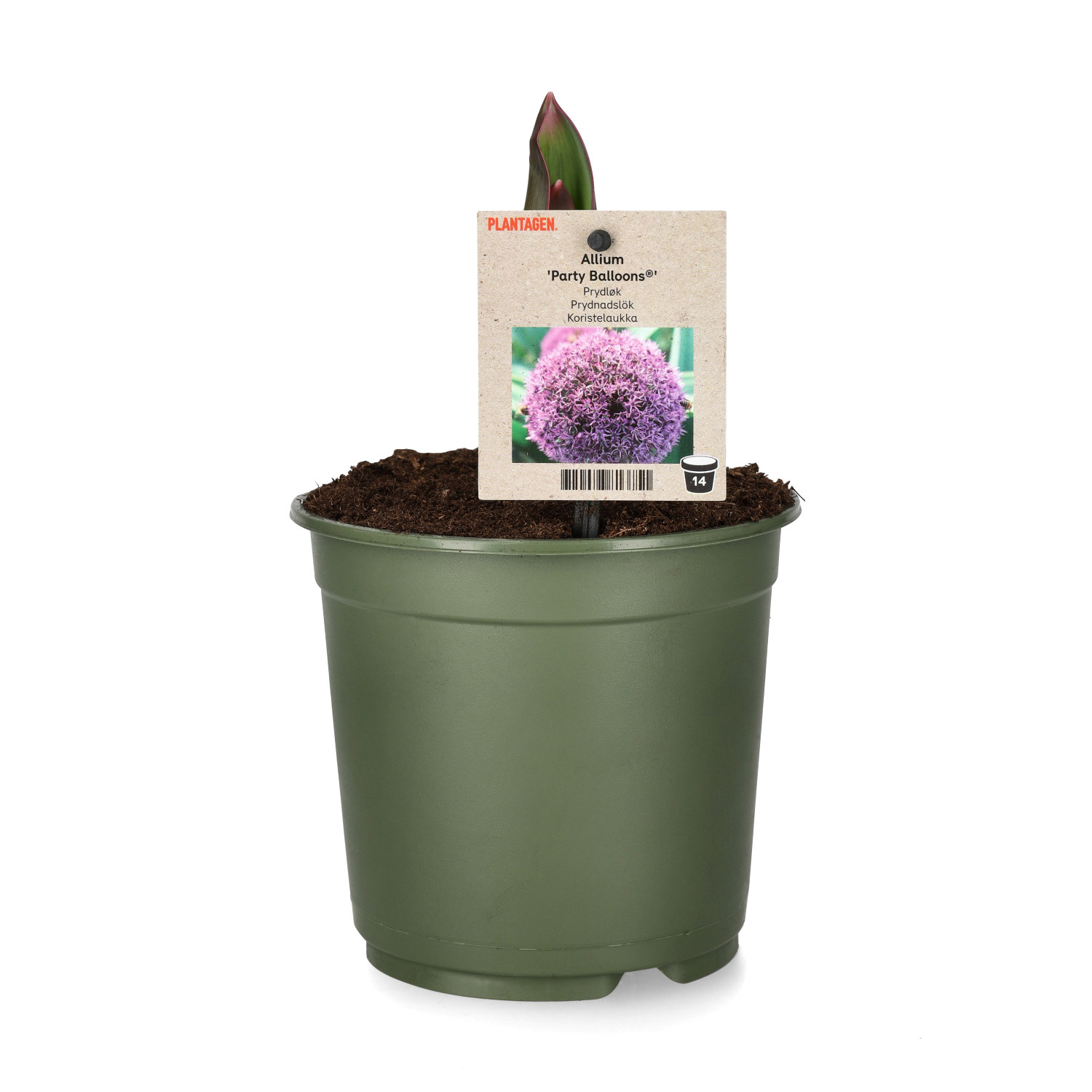 Prydnadslök 'Party Balloons'