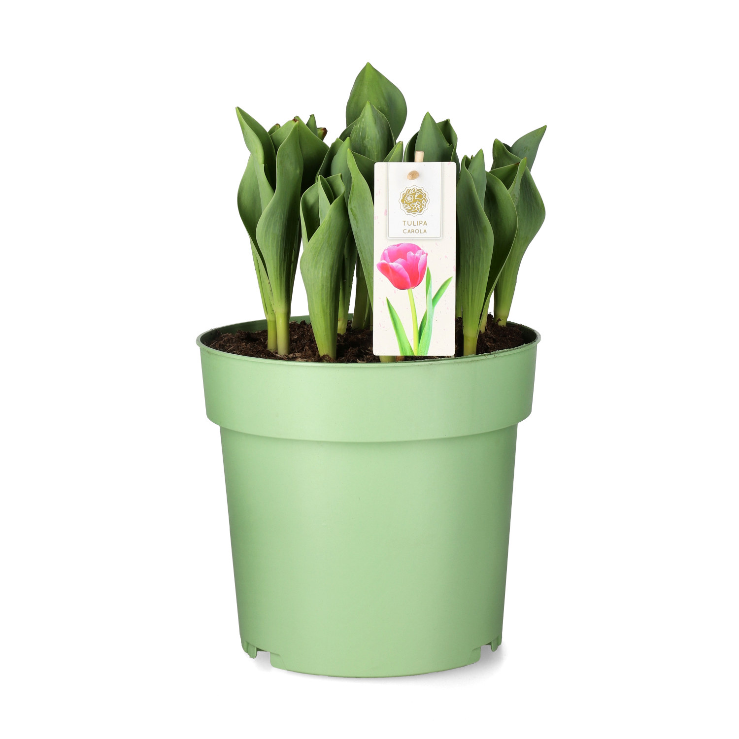 Antitangle Surfcasting Feeder Stonfo 15cm Alta Qualità, Prezzo - Foto 11