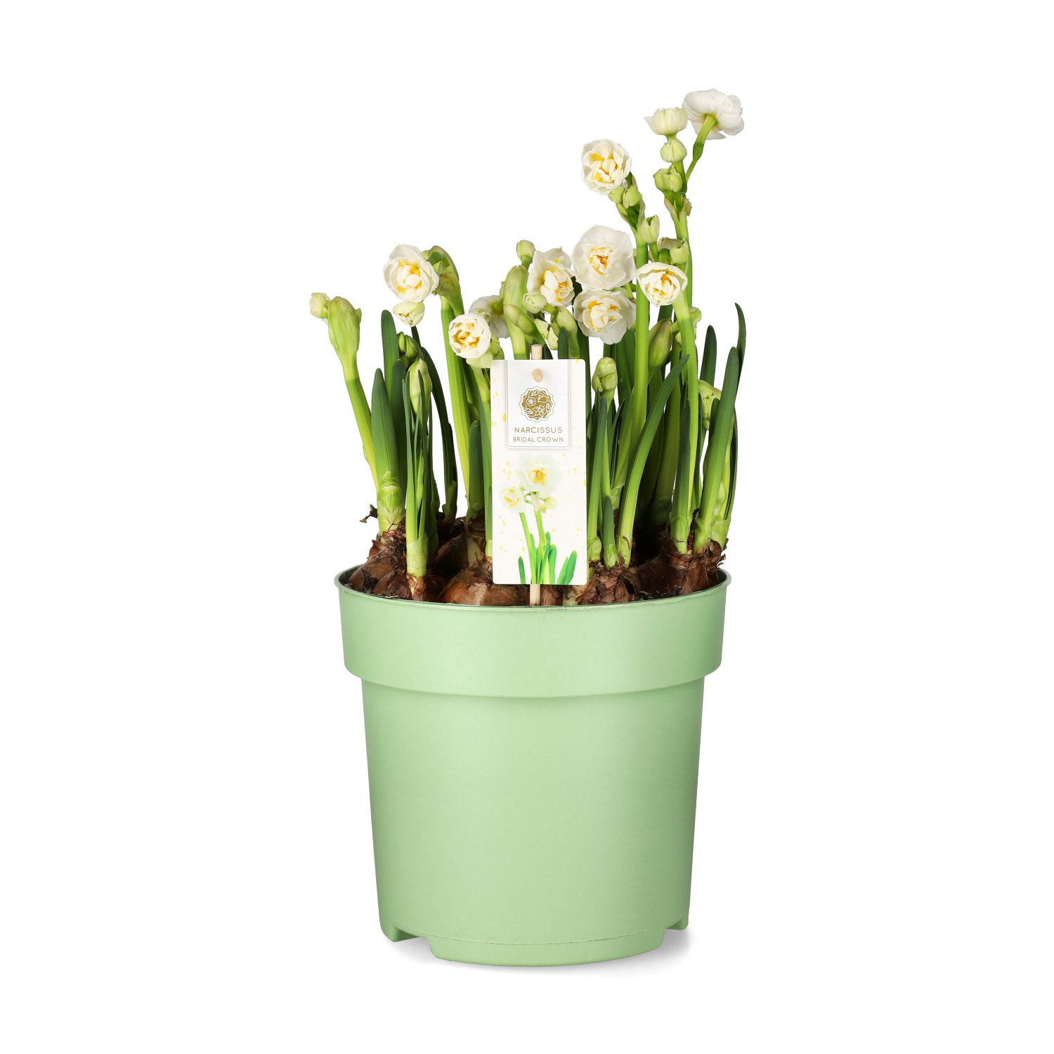 Narcissus 'Bridal Crown' 23 cm