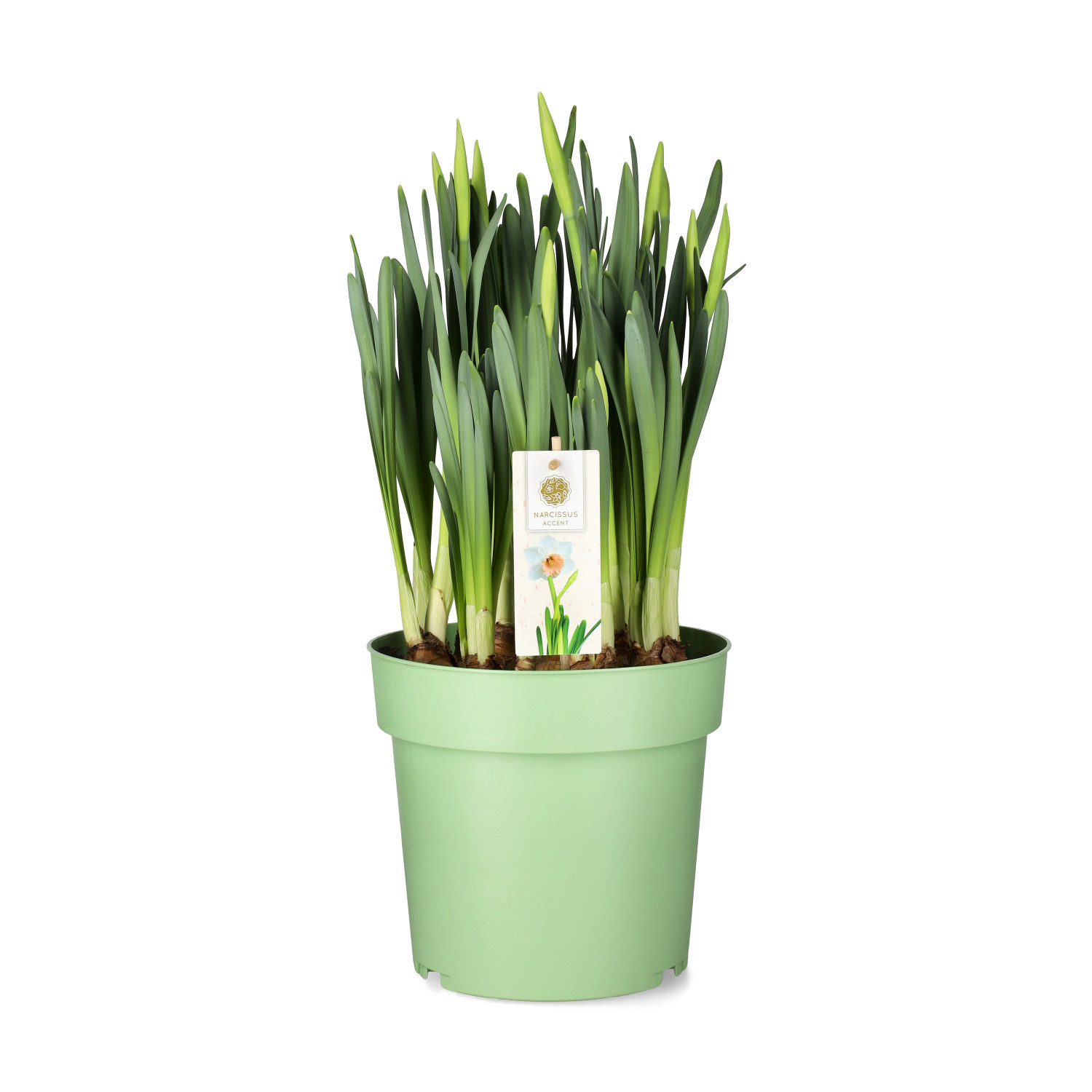 Stjärnnarciss 'Accent'