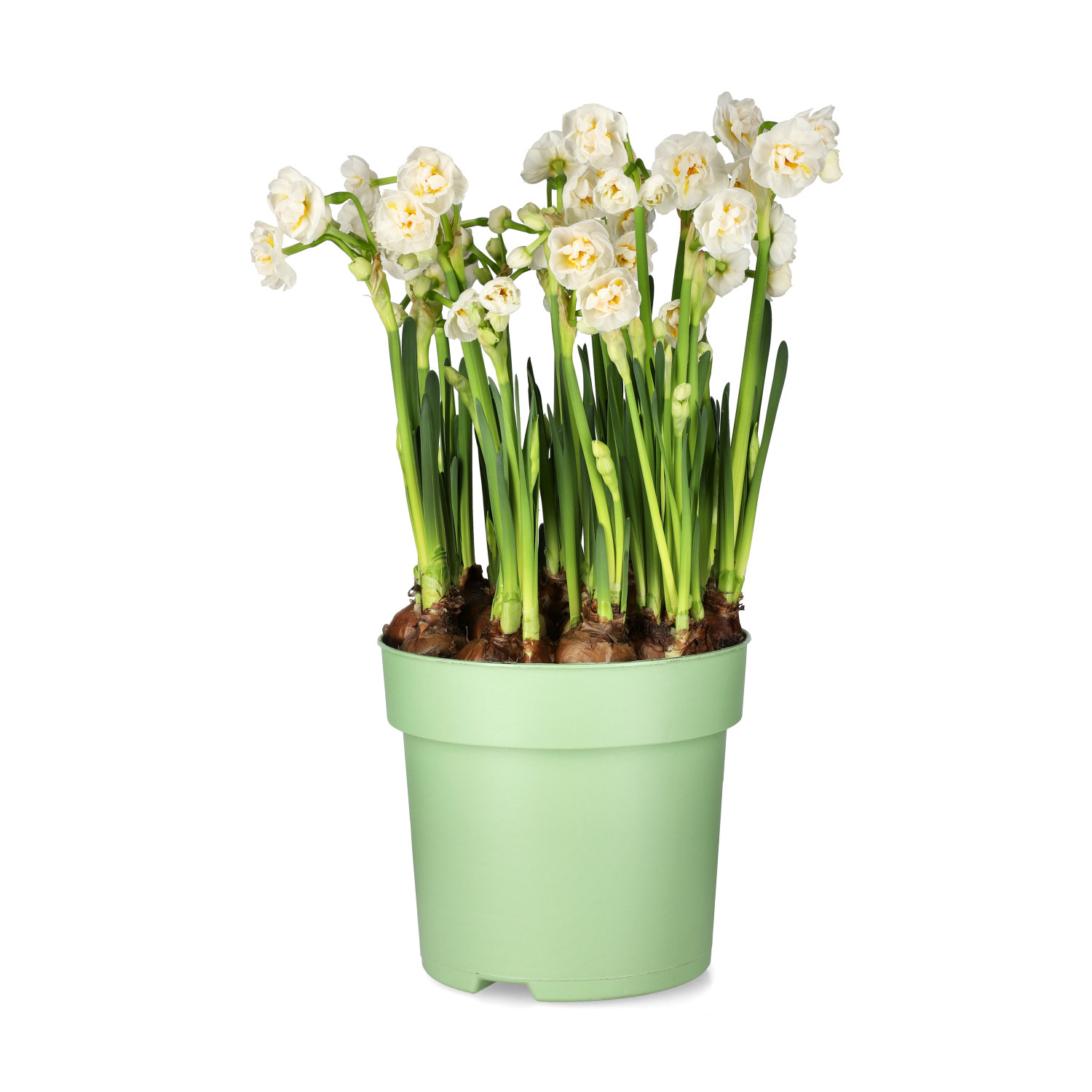 Narcissus 'Bridal Crown' 23 cm