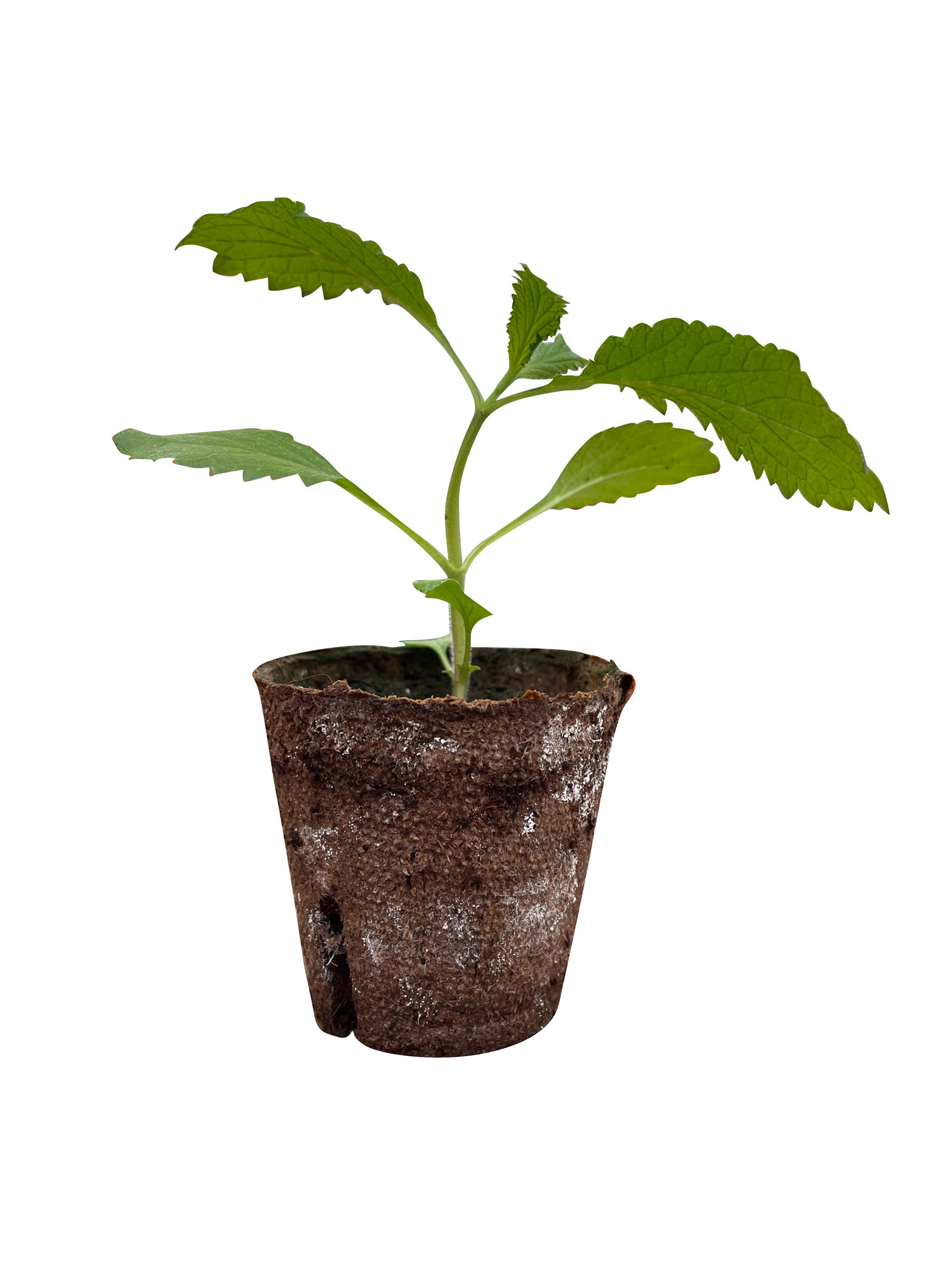 Kjempeverbena stikling