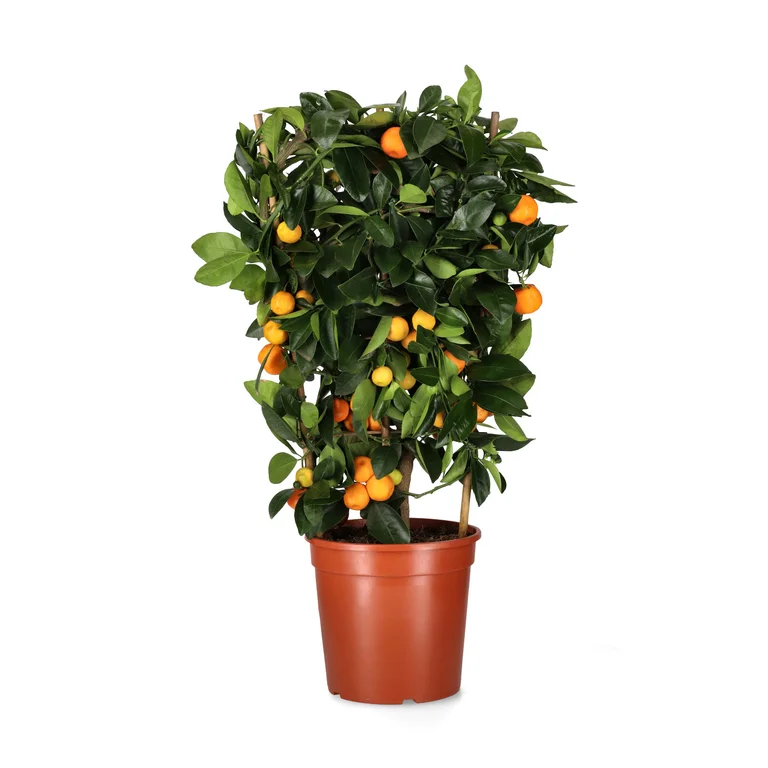 Kalamondin På Spaljé