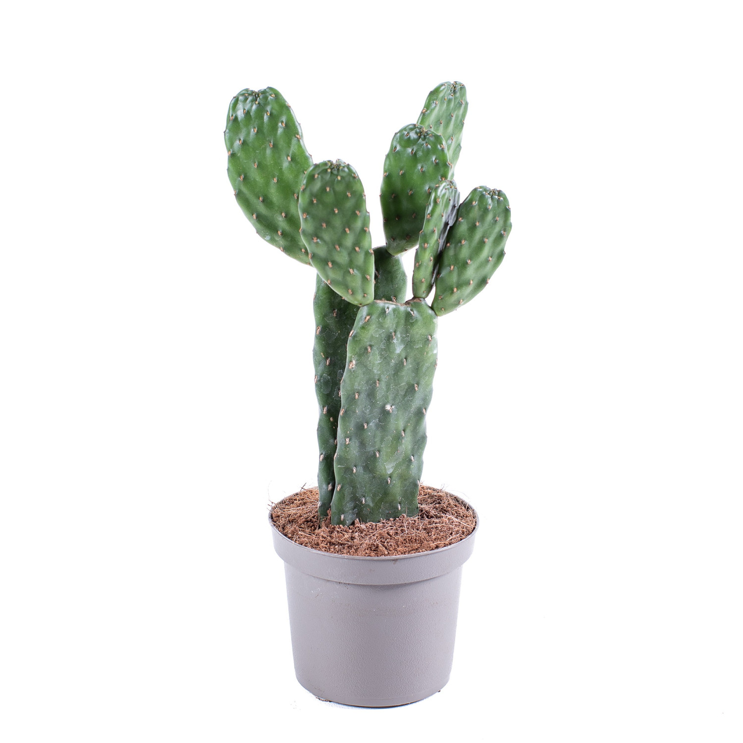Pärlbandsopuntia